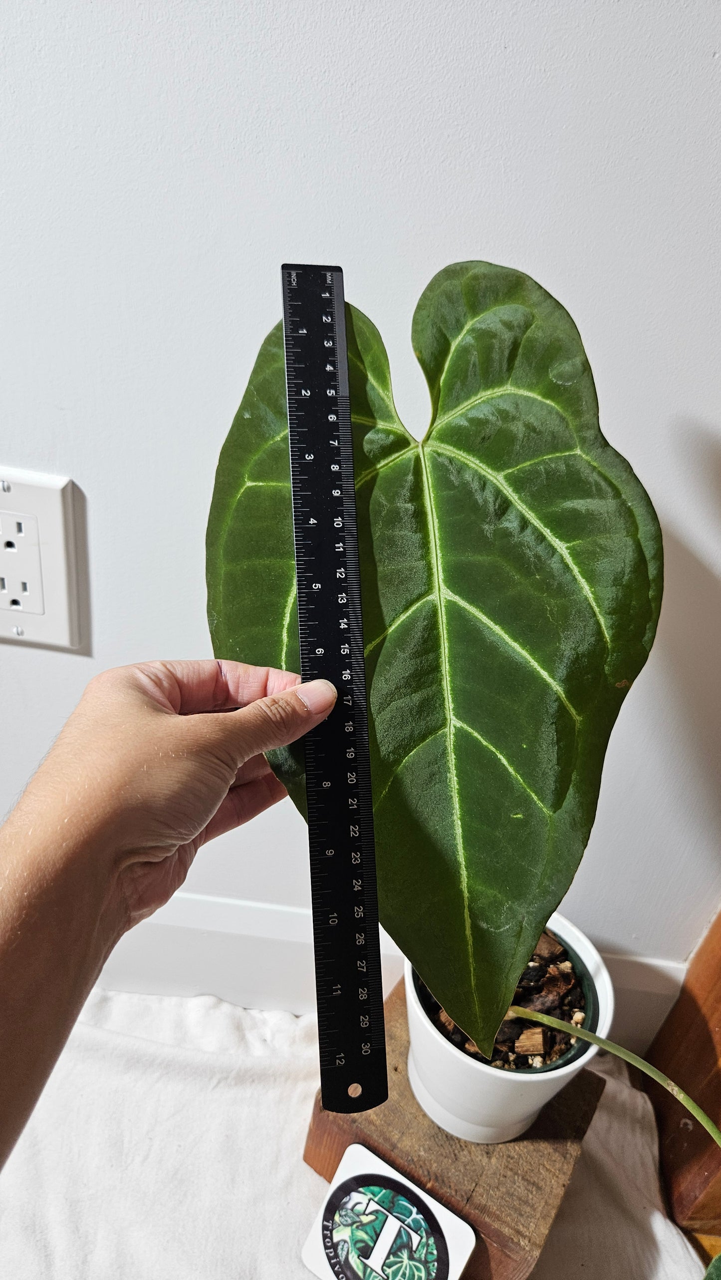 Anthurium Papillilaminum Hybrid "format XLARGE" (ANT-508)