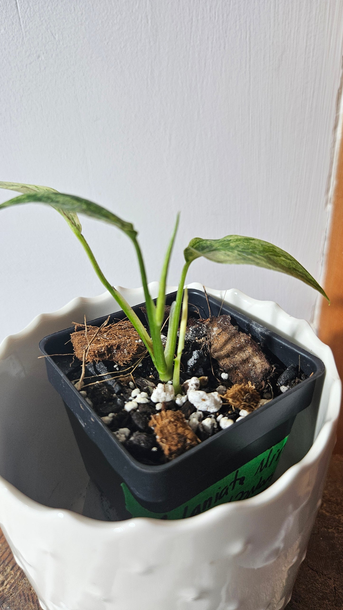 Monstera Laniata Mint (MON-395)