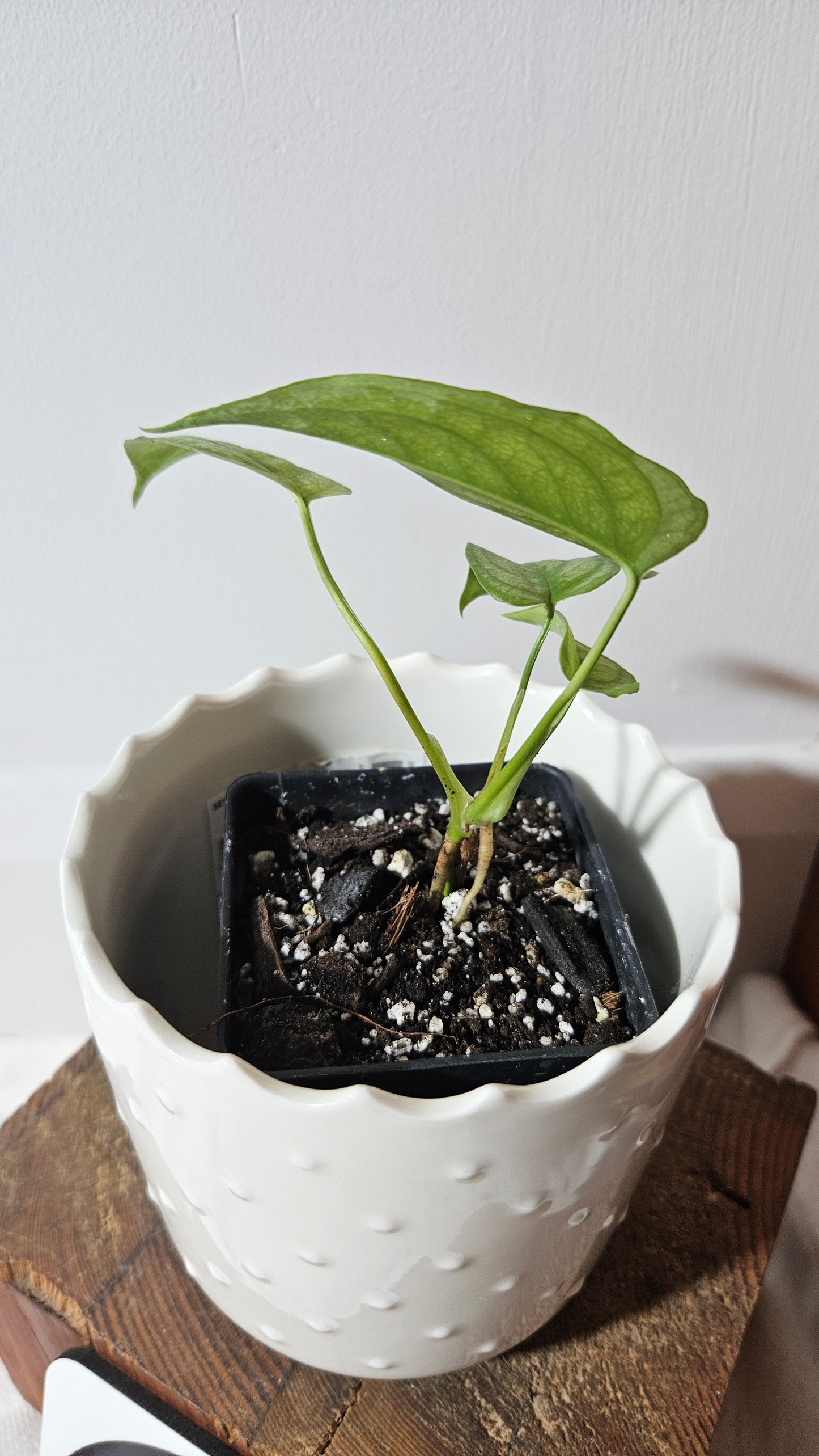 Monstera Siltepecana (MON-157)