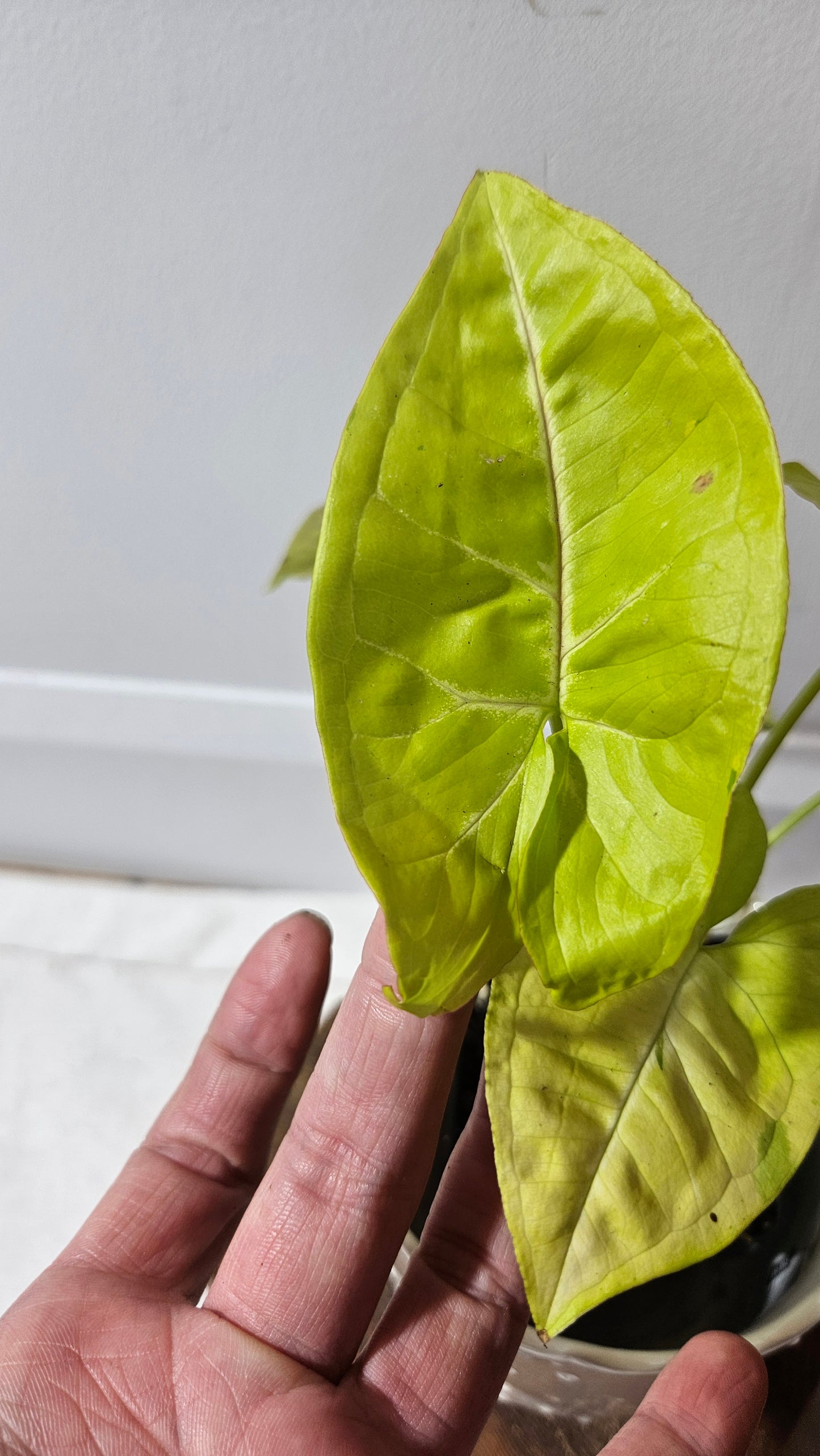 Syngonium Lime Soda Variegata (SYN-439)