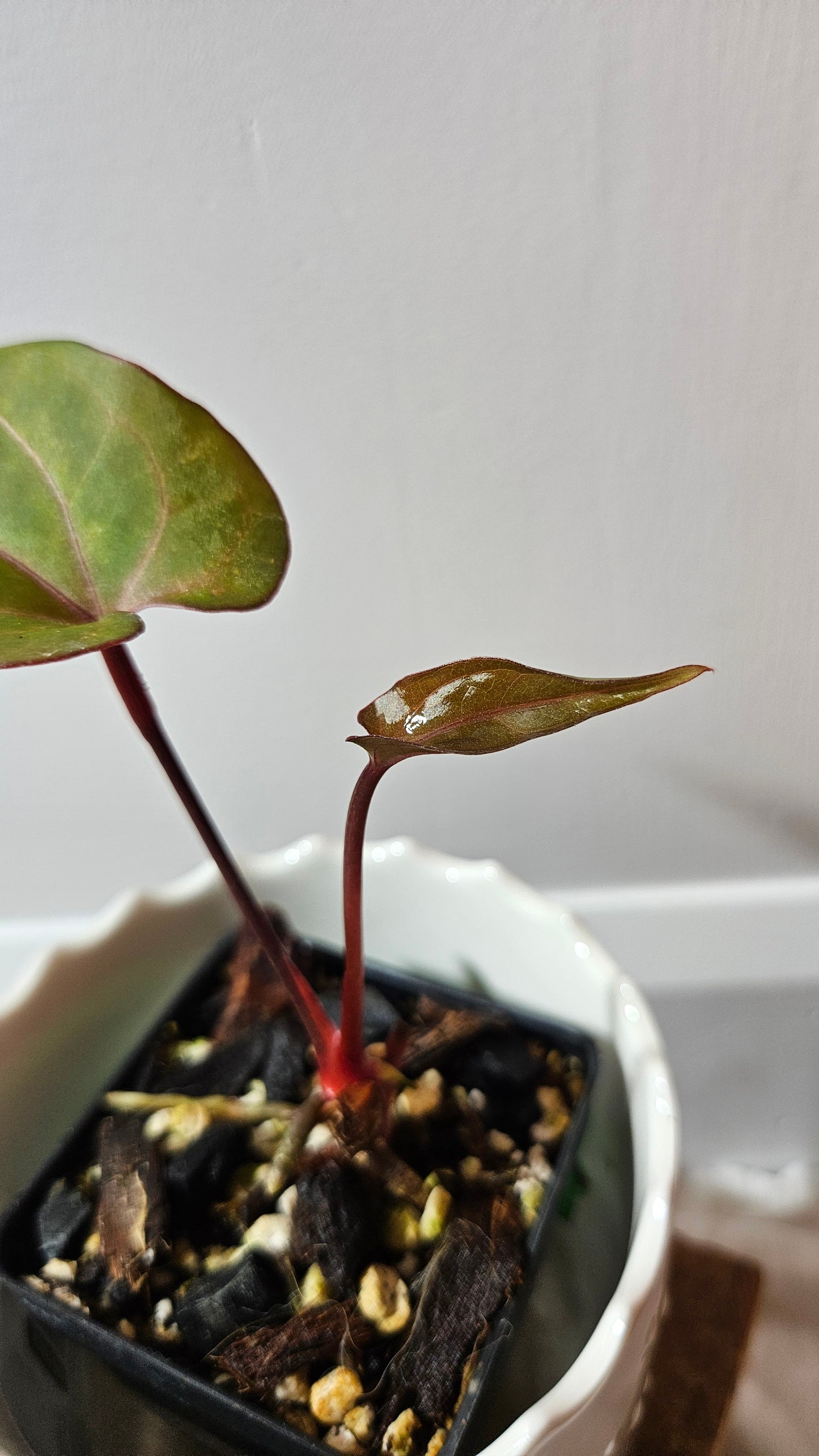 Anthurium Red Stem "format PETIT" (ANT-515)