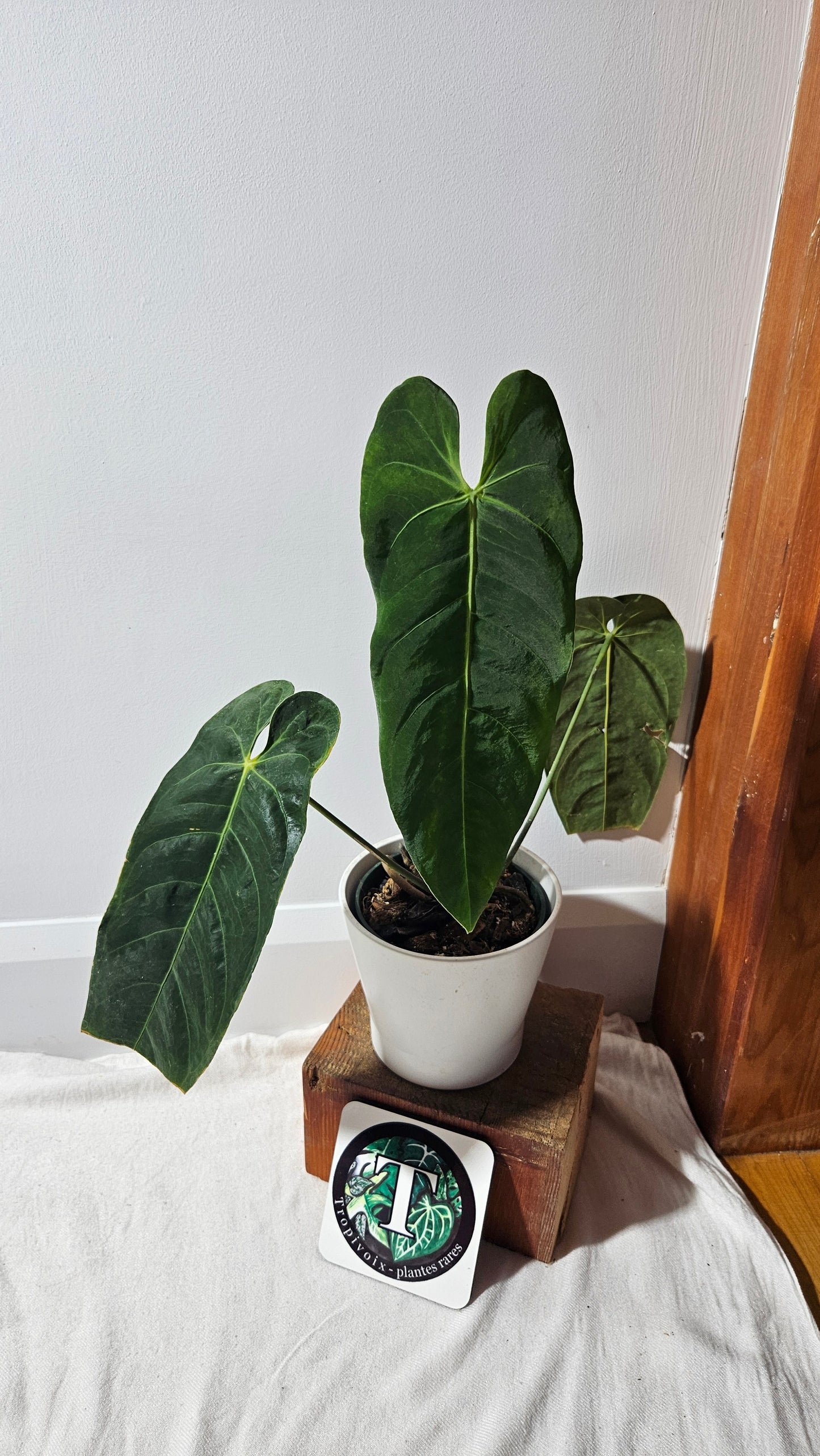 Anthurium Metallicum "Format MOYEN/LARGE" (ANT-475)