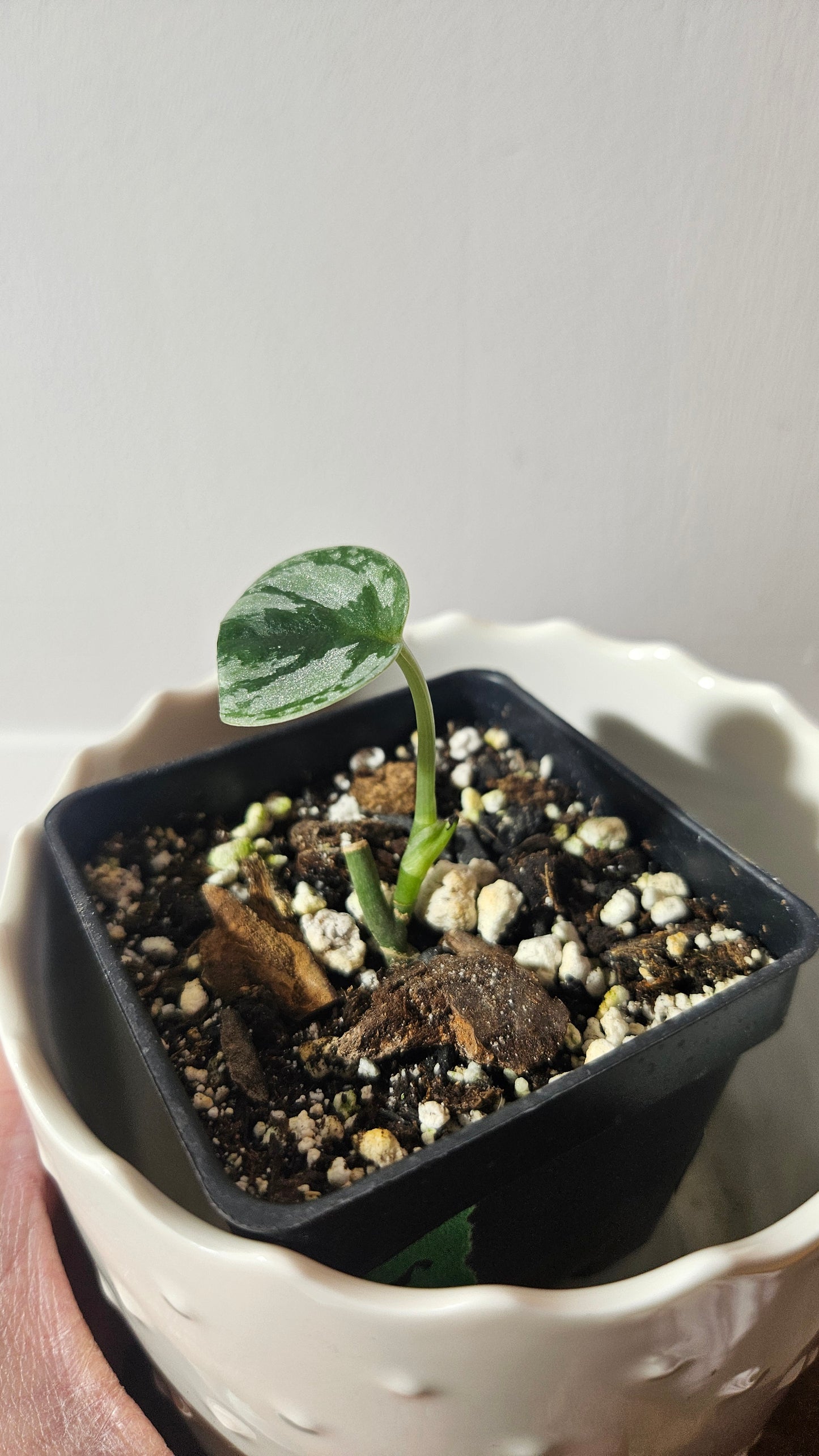 Scindapsus Tricolore silver Platinum (SCI-930)