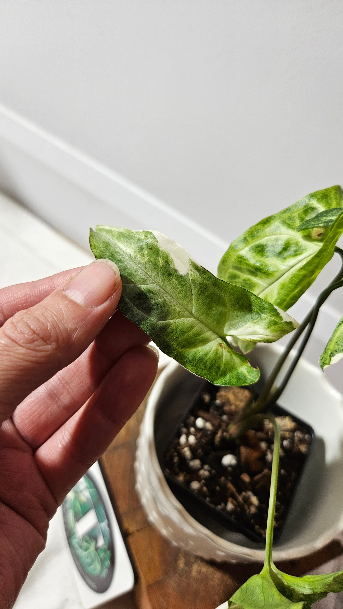 Syngonium T25 (SYN-428)