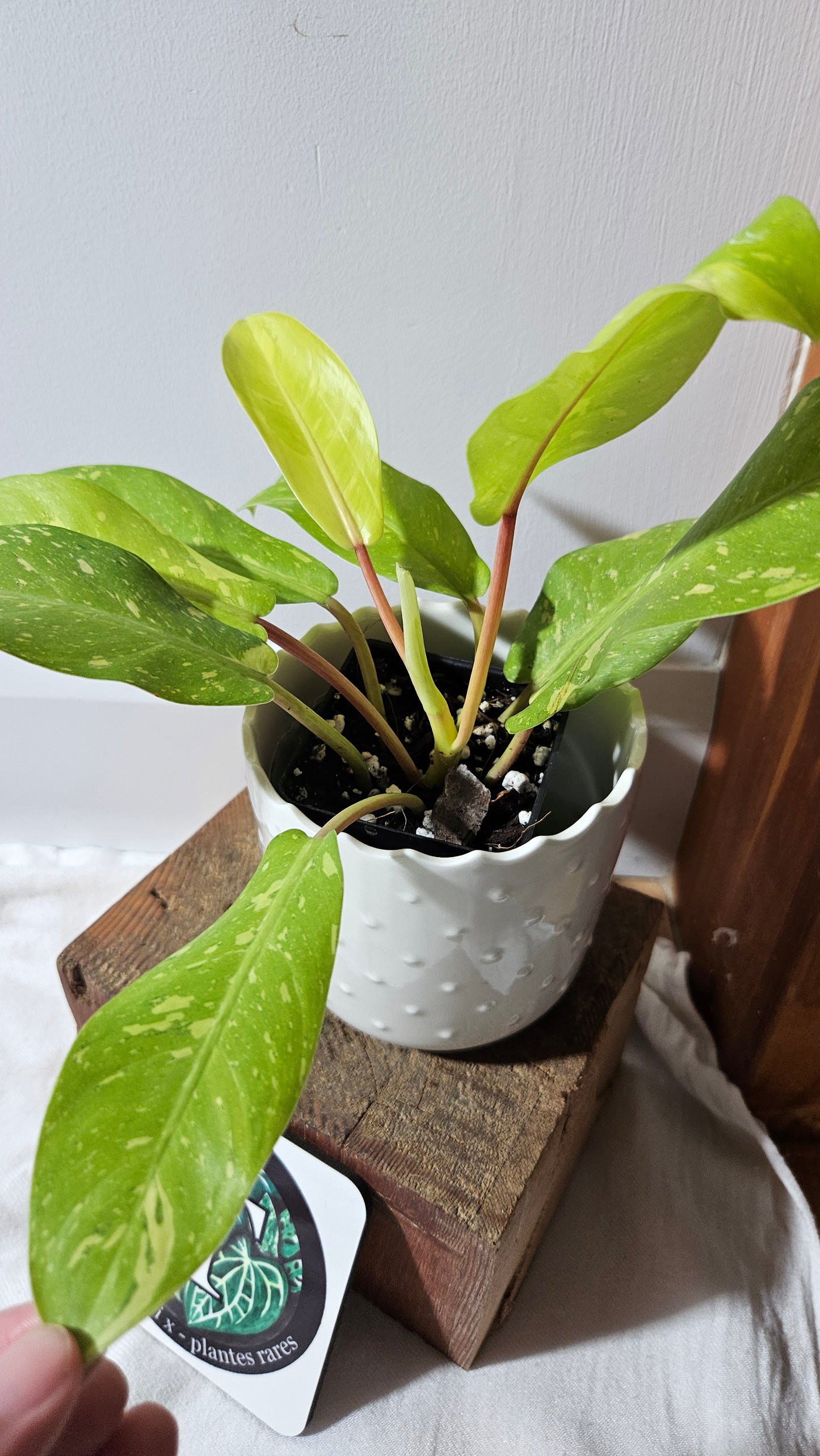 Philodendron Golden Goldness (PHI-919)