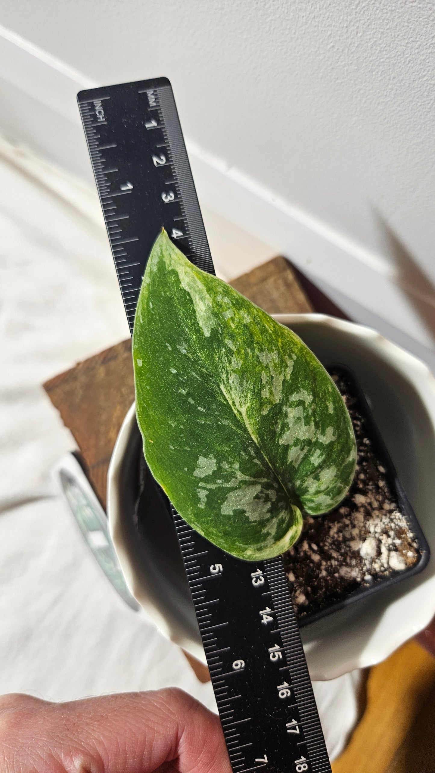 Scindapsus Argyraeus Albo (SCI-787)