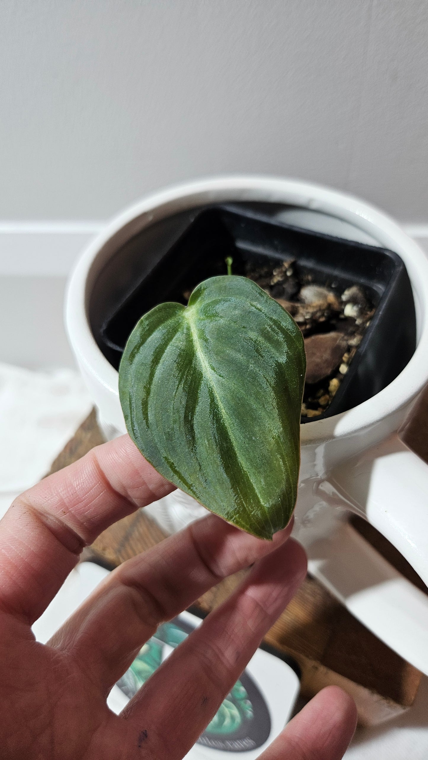 Philodendron Glorious (PHI-467)