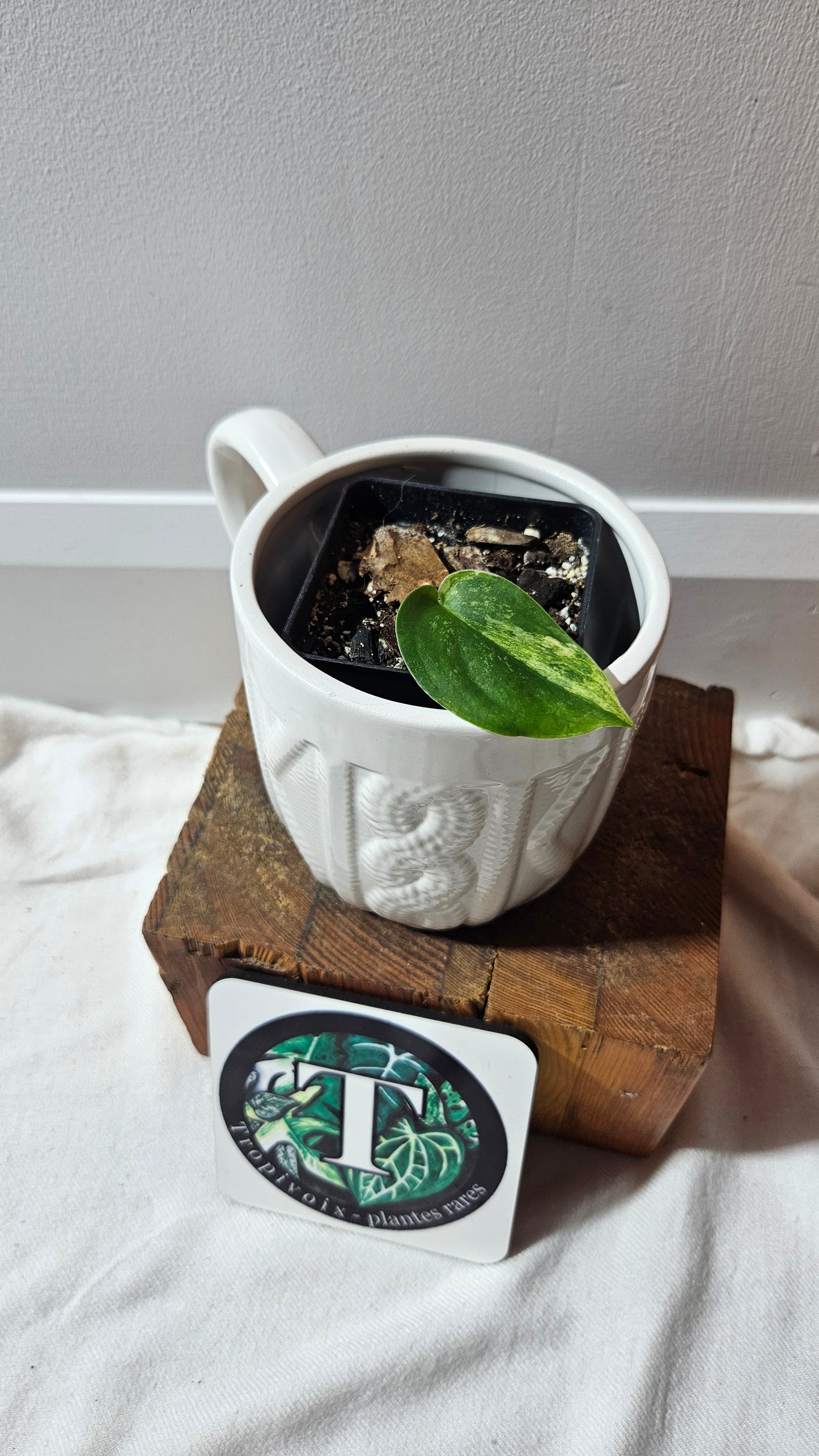 Scindapsus Dark Splash Variegata (SCI-641)