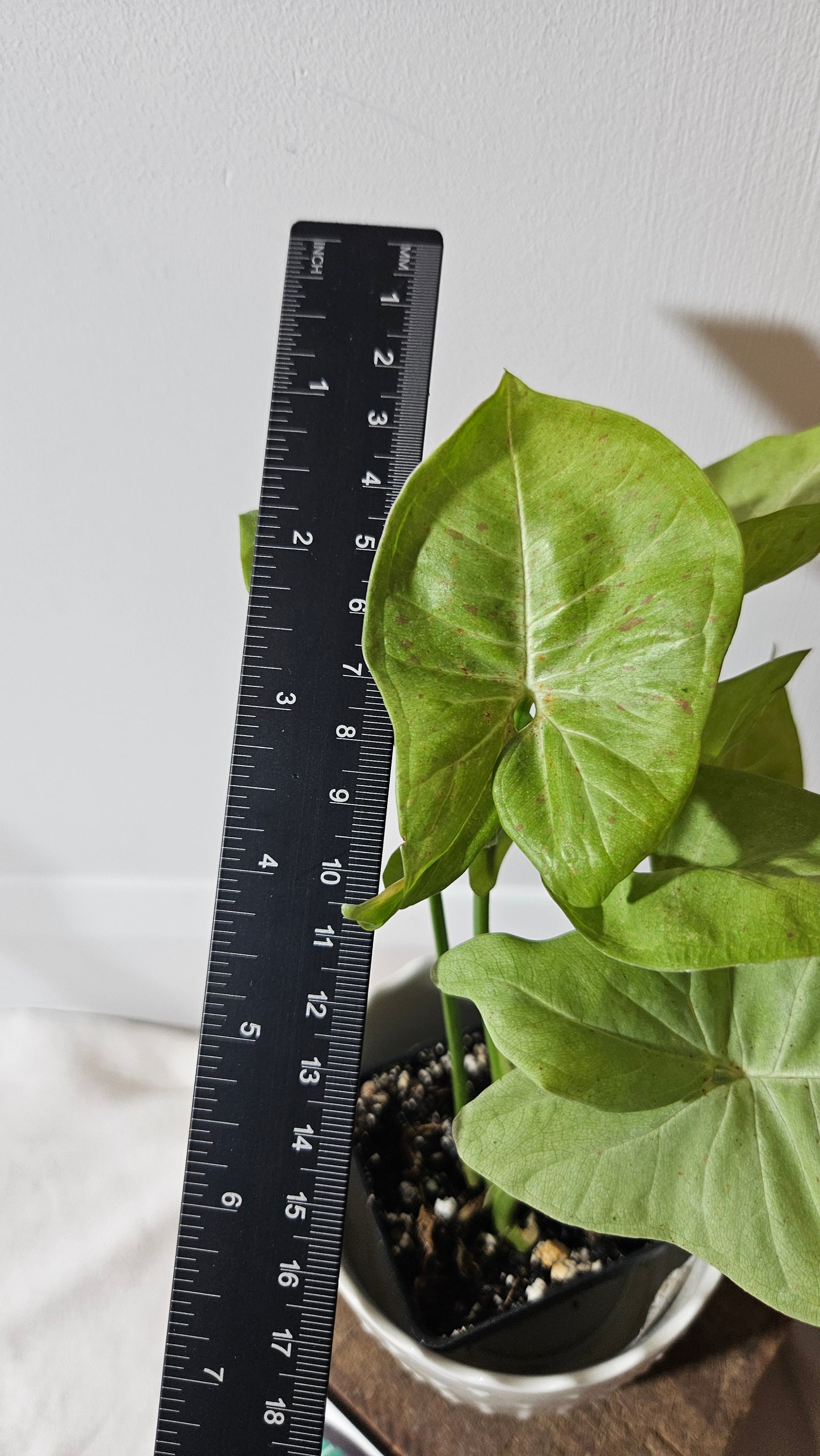 Syngonium Milk Confetti (SYN-092)