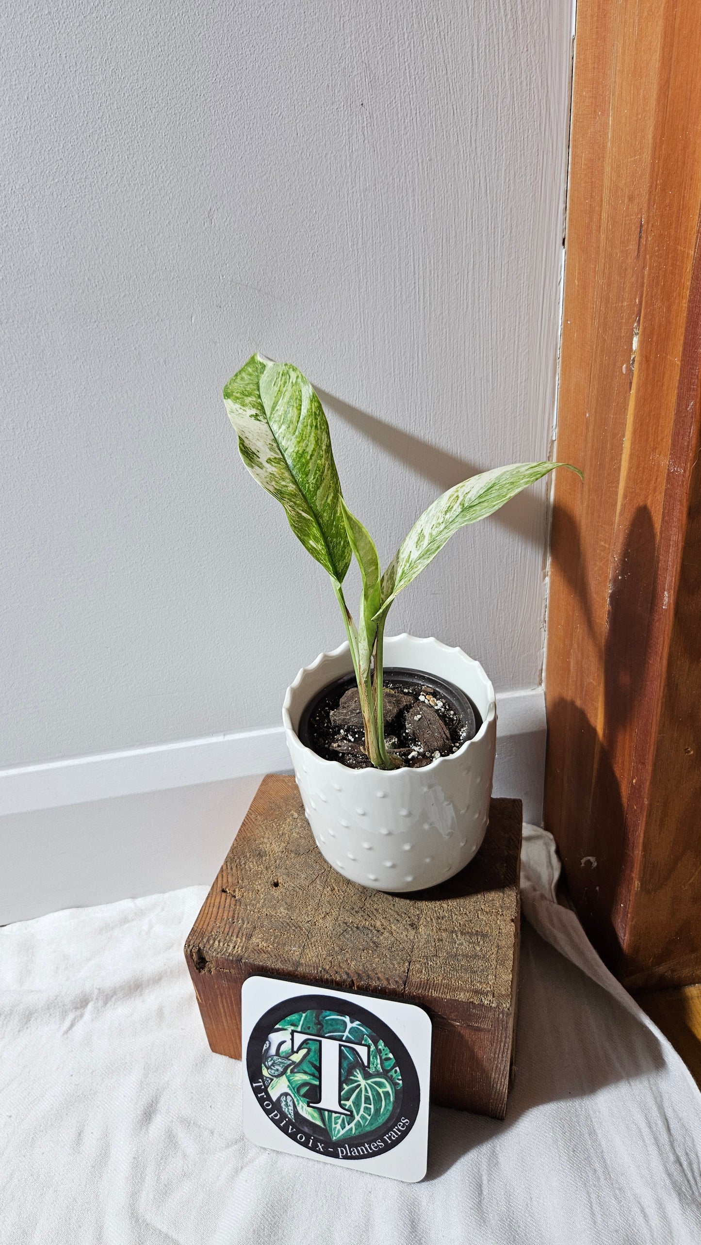 Rhaphidophora Masuwa Variegata (AUT-075)