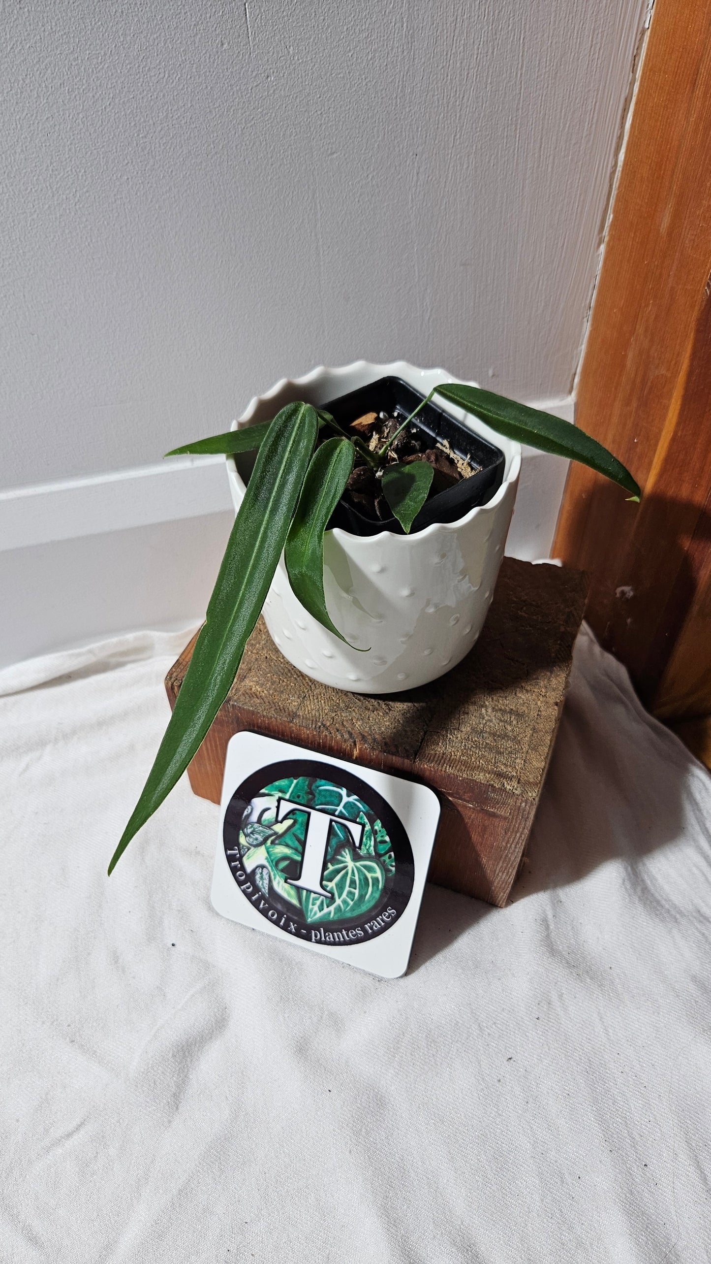 Anthurium Pallidiflorum Super Black "format MOYEN"(ANT-448)