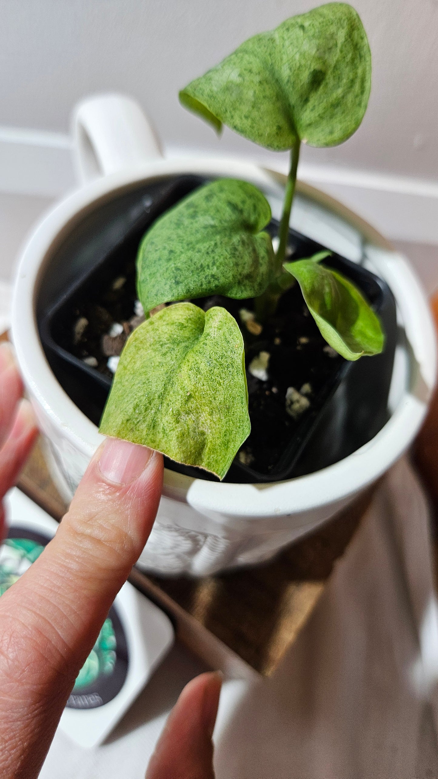 Scindapsus Mojito (SCI-1174)