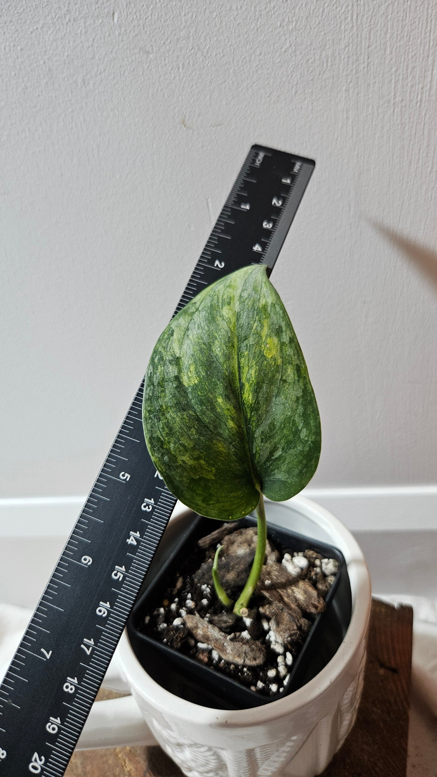 Scindapsus Pajajaran (SCI-1257)