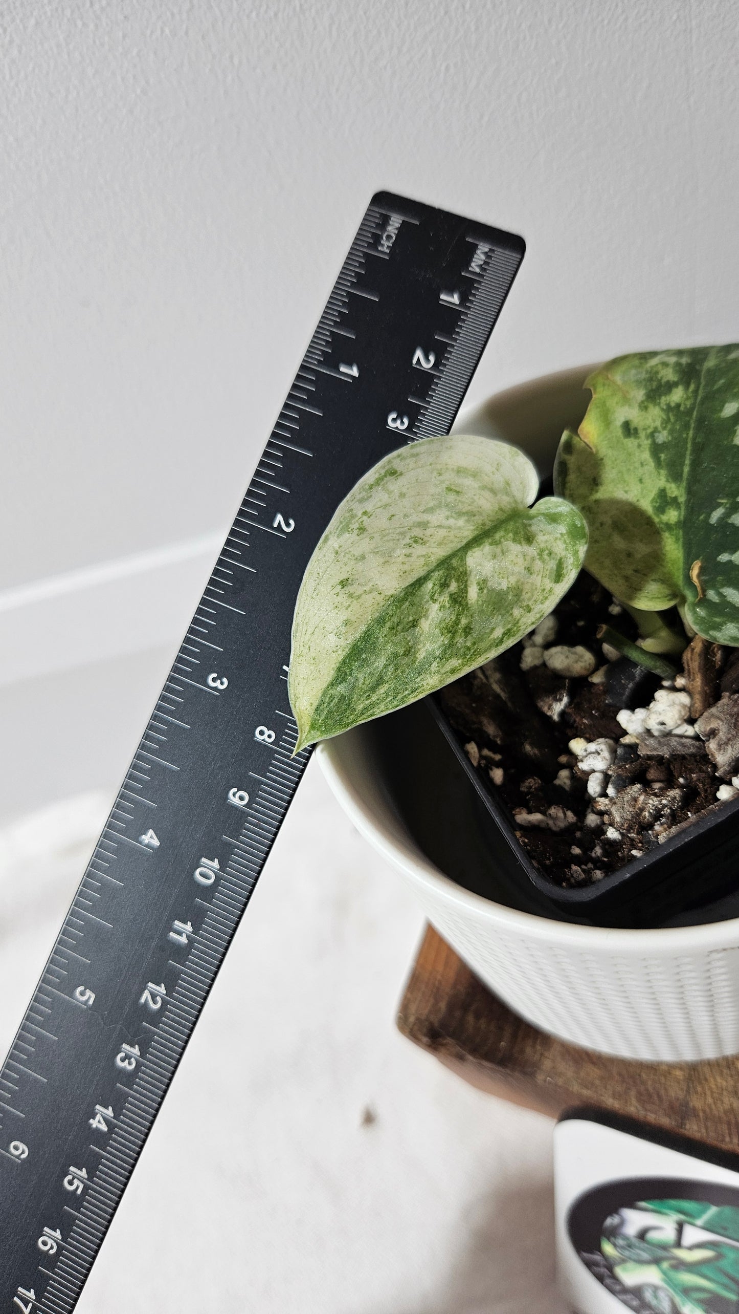 Scindapsus Argyraeus Permata (SCI-1346)