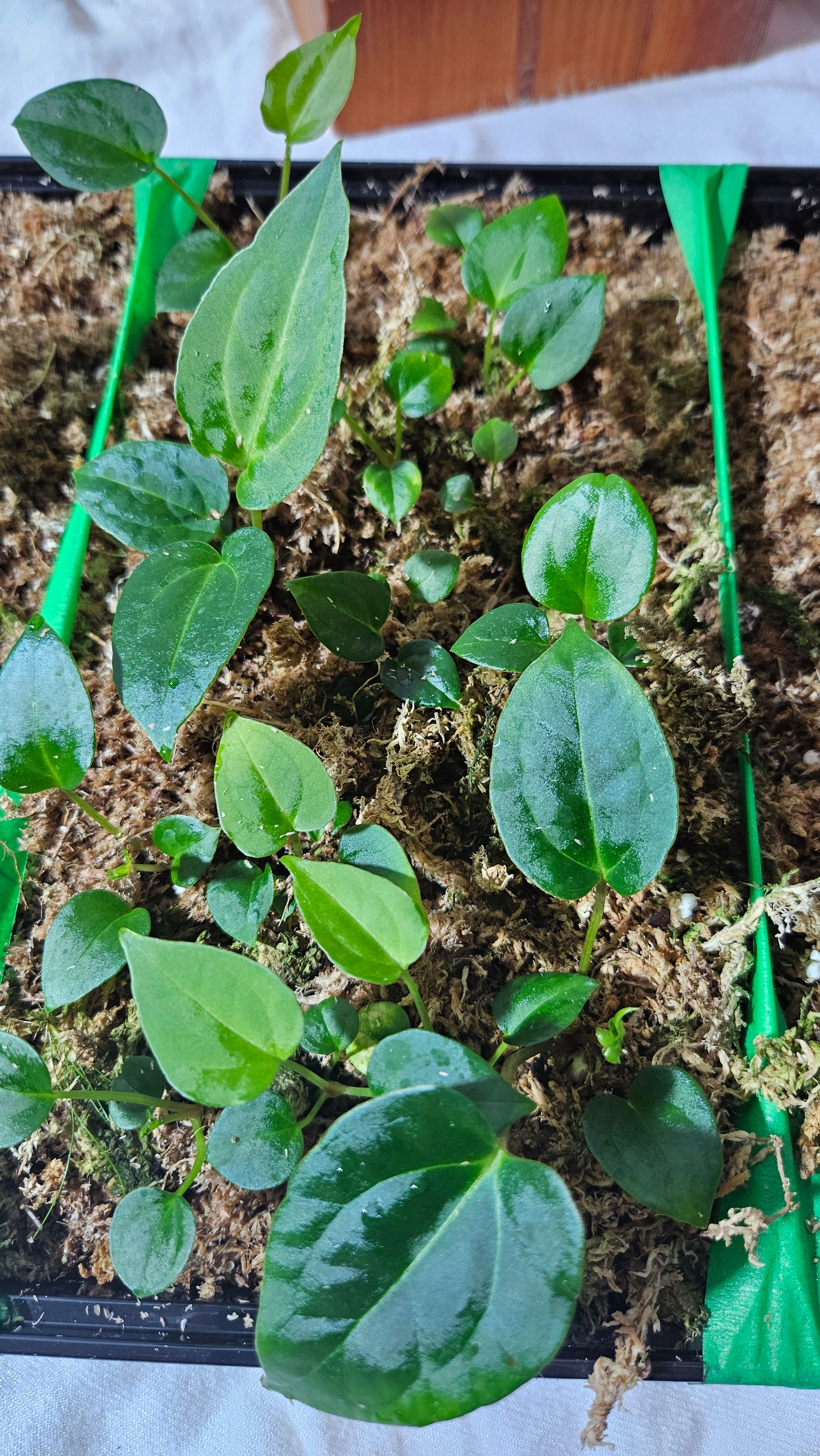 Anthurium Papillilaminum Red Stem X Papillilaminum Legend "format SEEDLING"