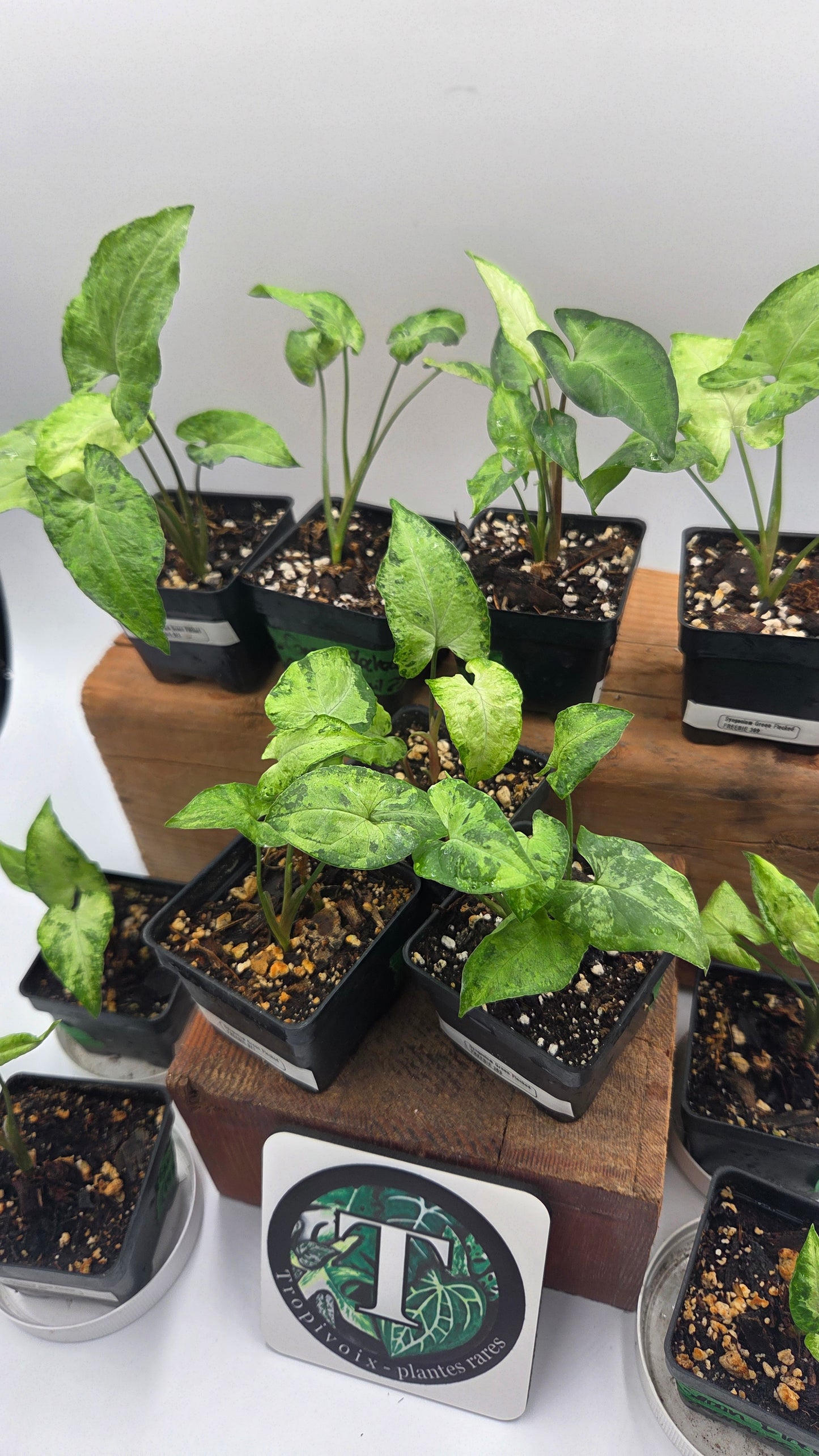 "FREEBIE" Syngonium Green Fecked 1 FREEBIE/PERSONNE (avec achat minimum de 60$ avant taxes).