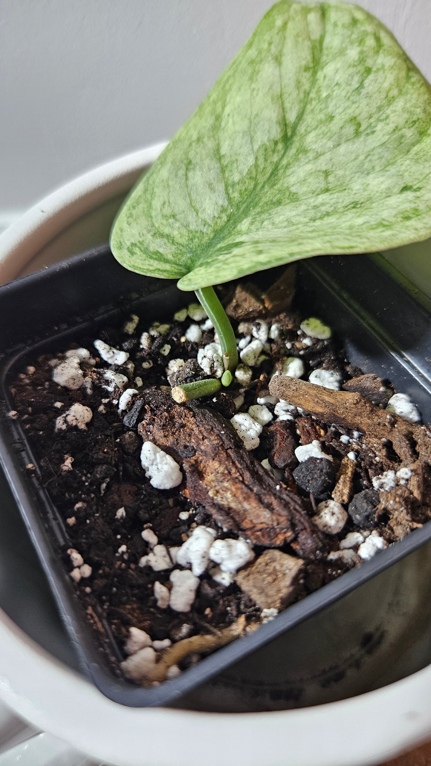 Scindapsus Silver Cloud variegata (SCI-1064)
