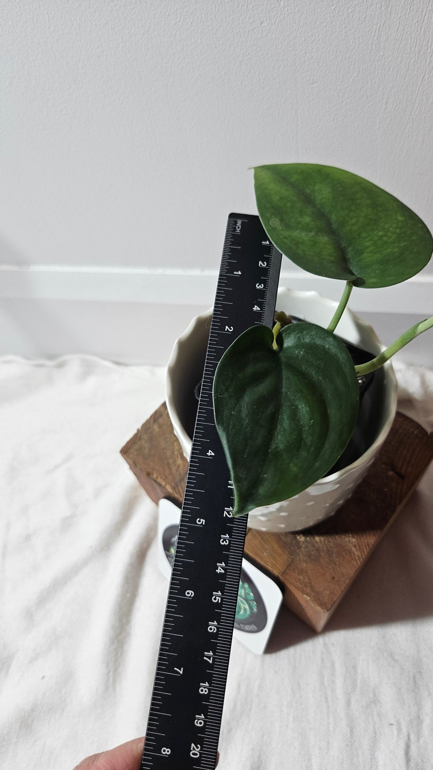 Scindapsus Jade Satin Variegata REVERT(SCI-843)