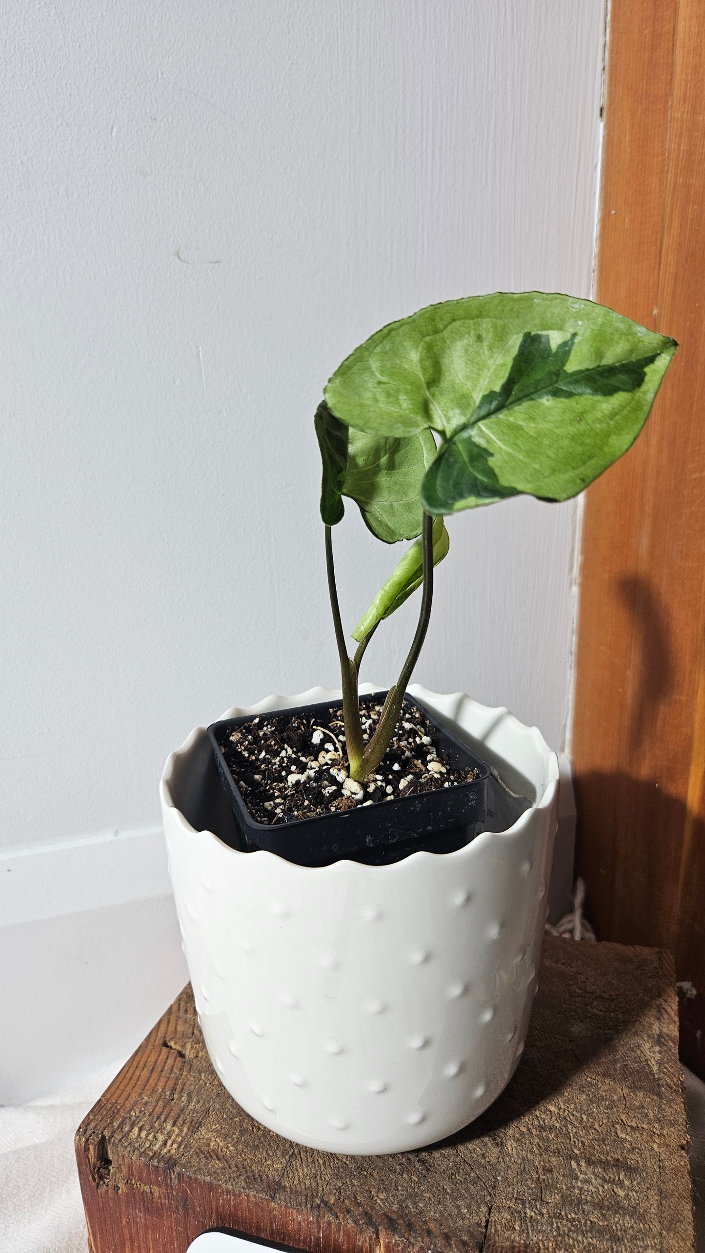 Syngonium Three kings (SYN-384)