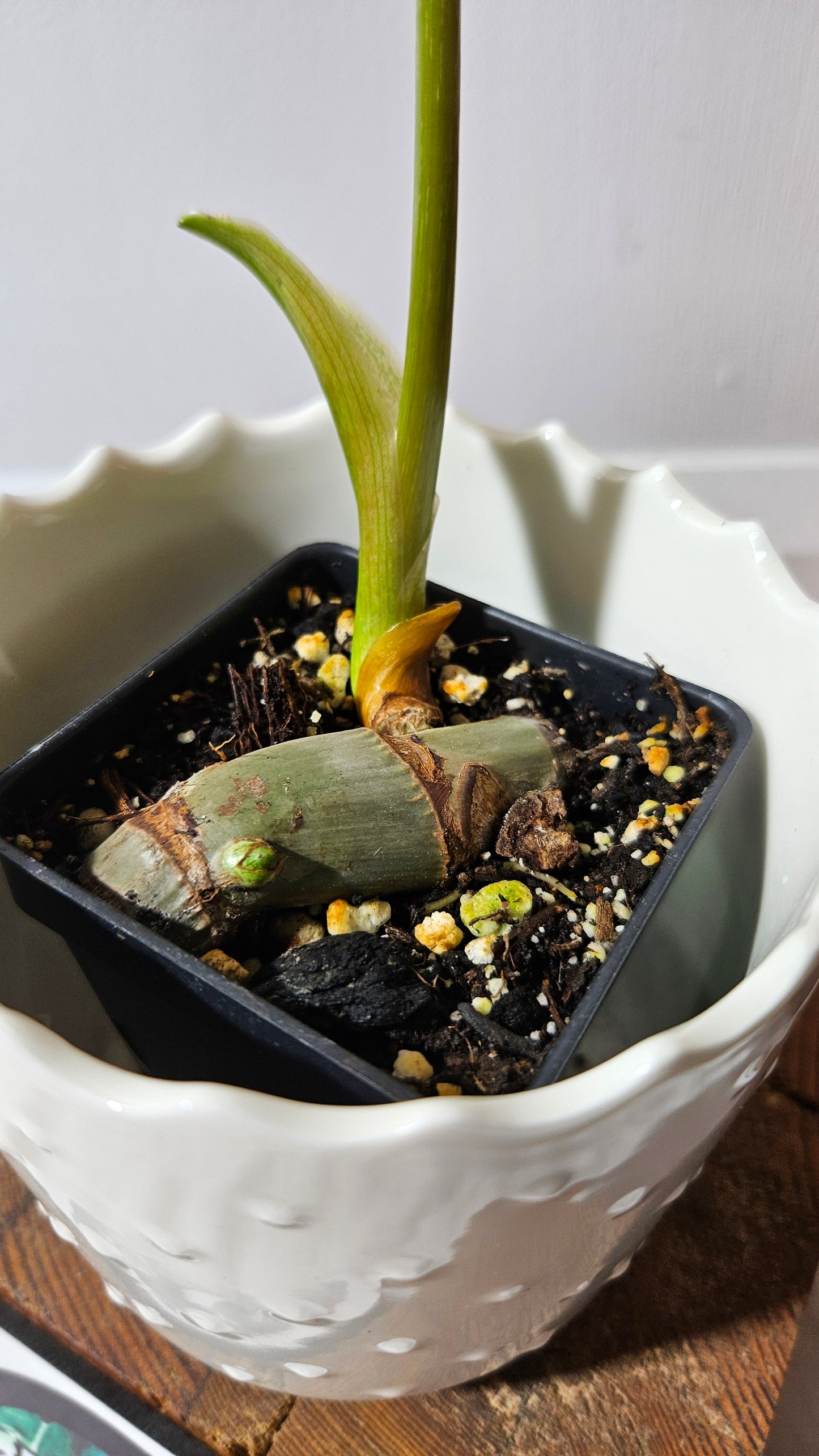 Philodendron Gloriosum x Plowmanii (PHI-815)