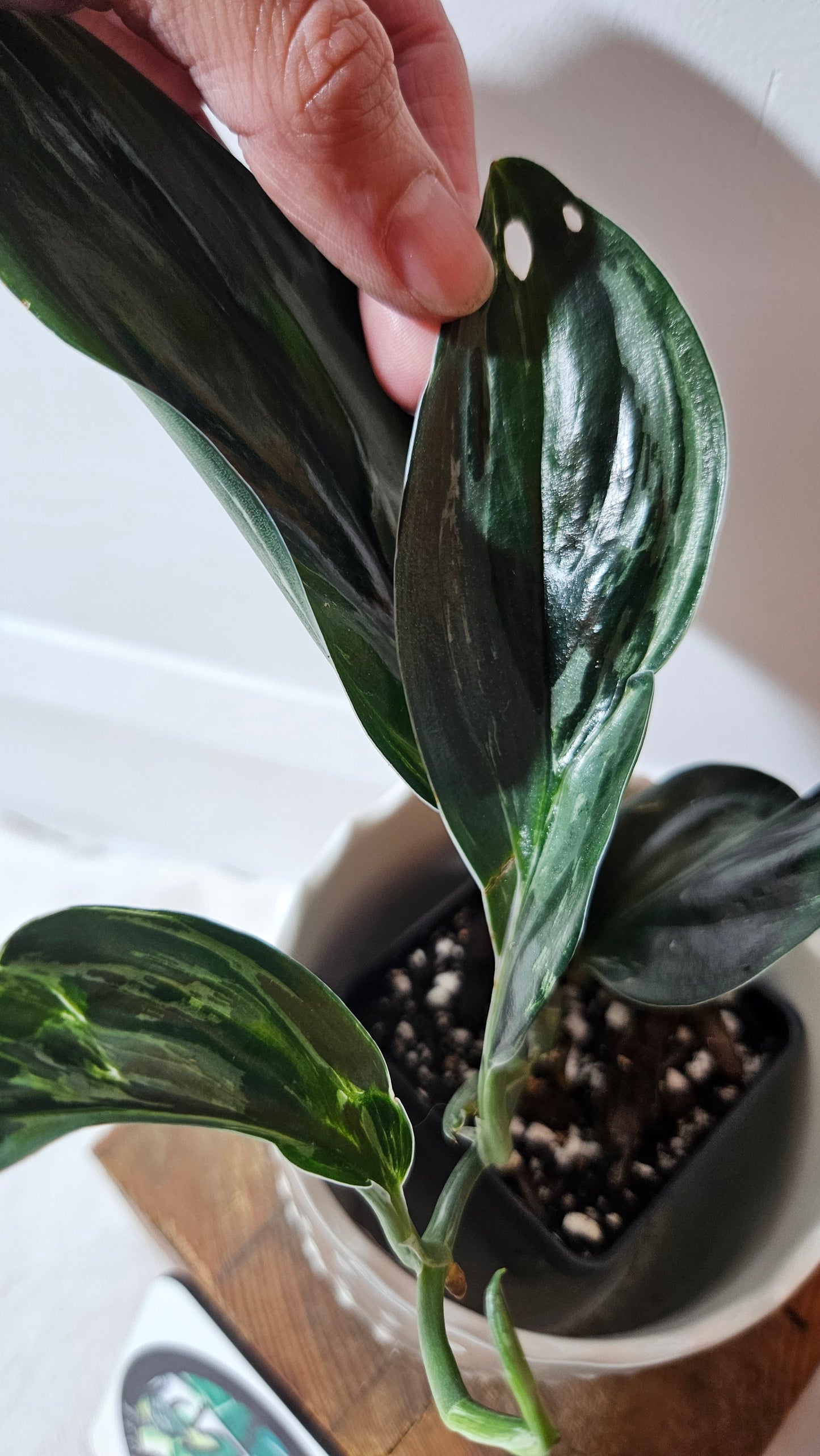 Scindapsus Treubii Dark Form silver (SCI-1014)