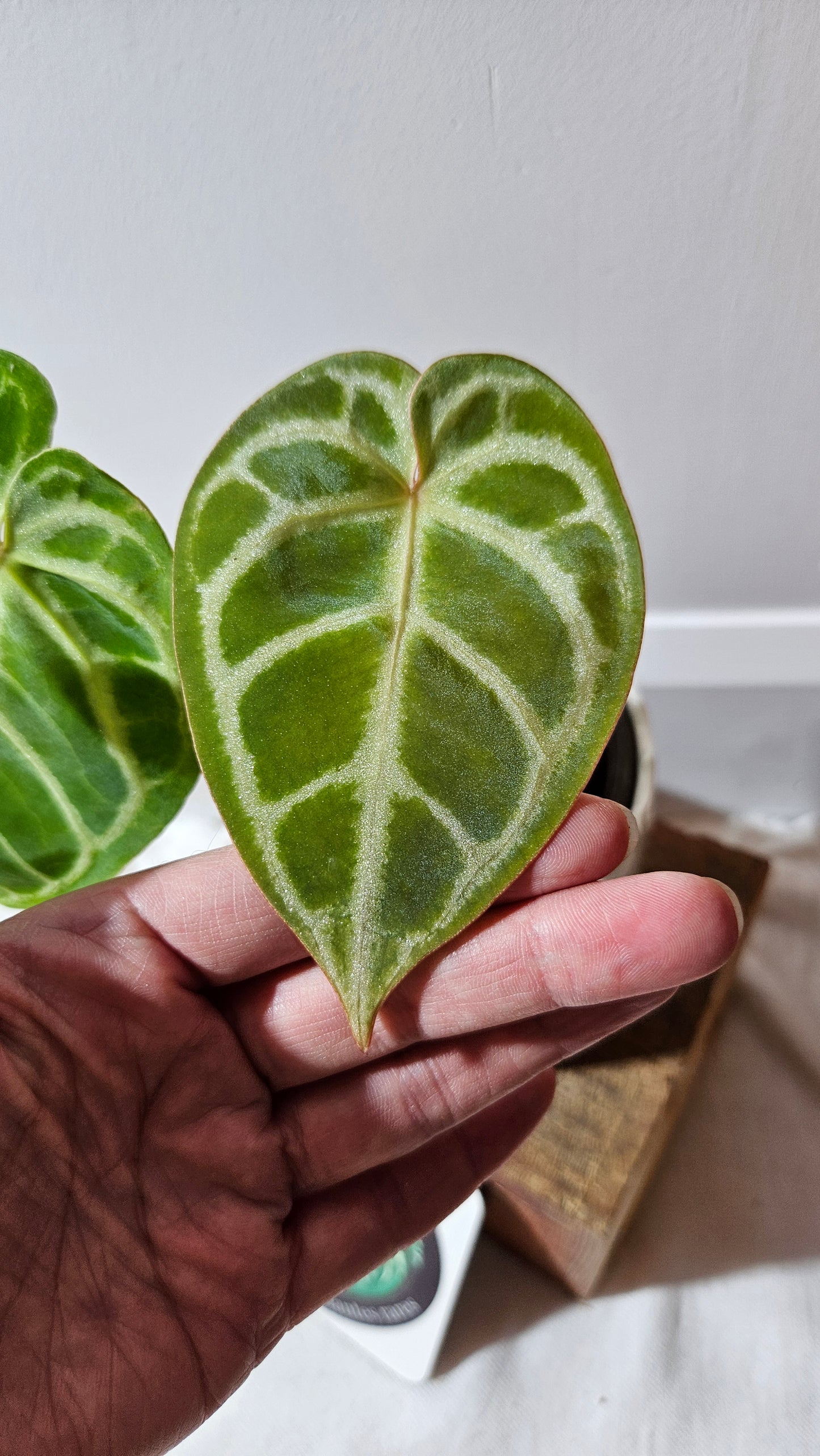 Anthurium Domino Hybrid "format PETIT" (ANT-522)