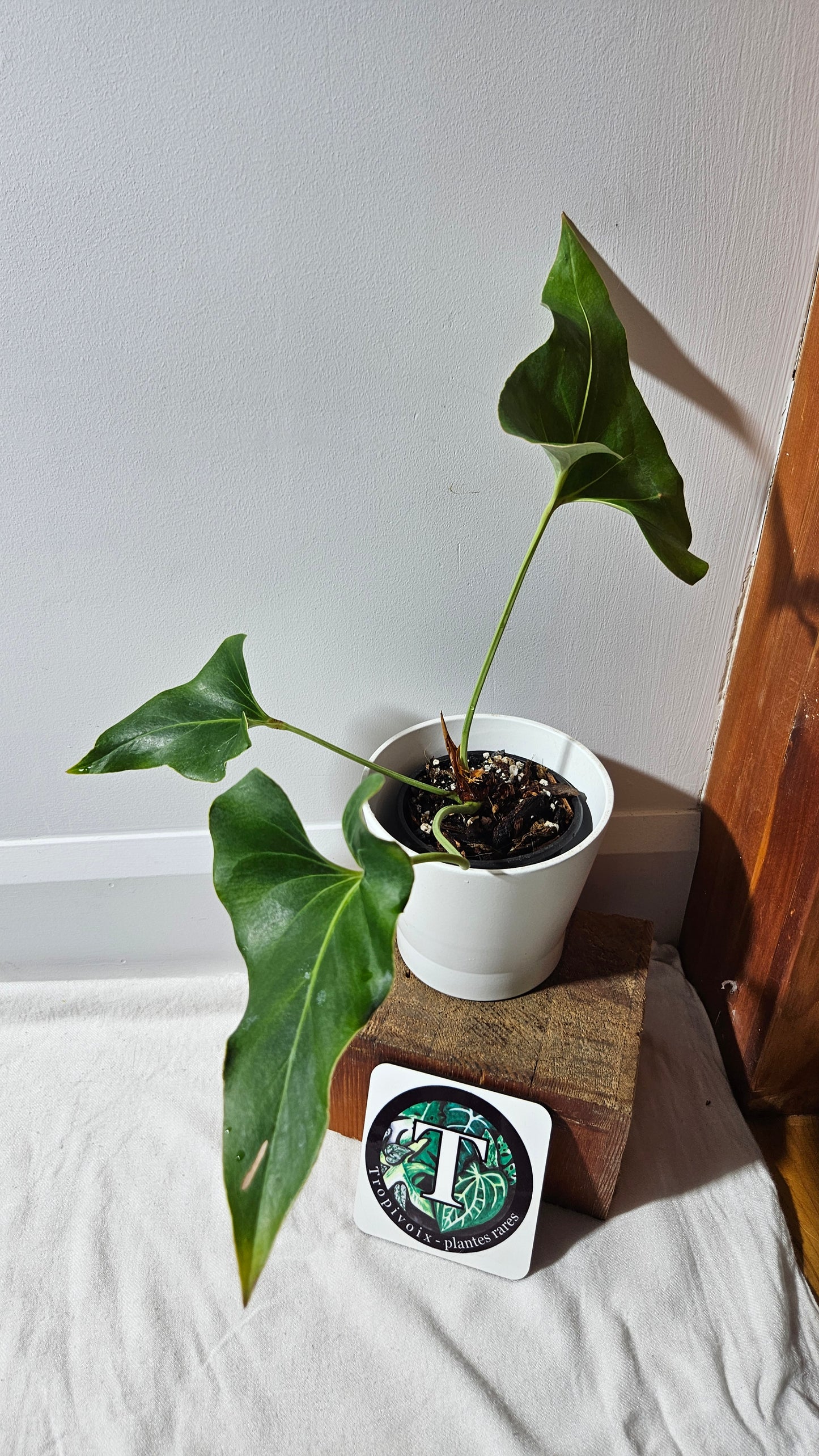 Anthurium Brownii/Corong "format MOYEN" (ANT-552)