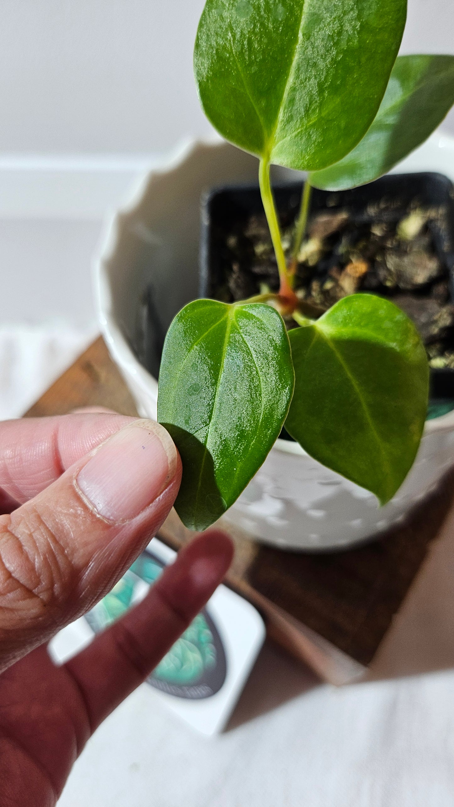 Anthurium Portillae (Indo) "format PETIT" (ANT-494)