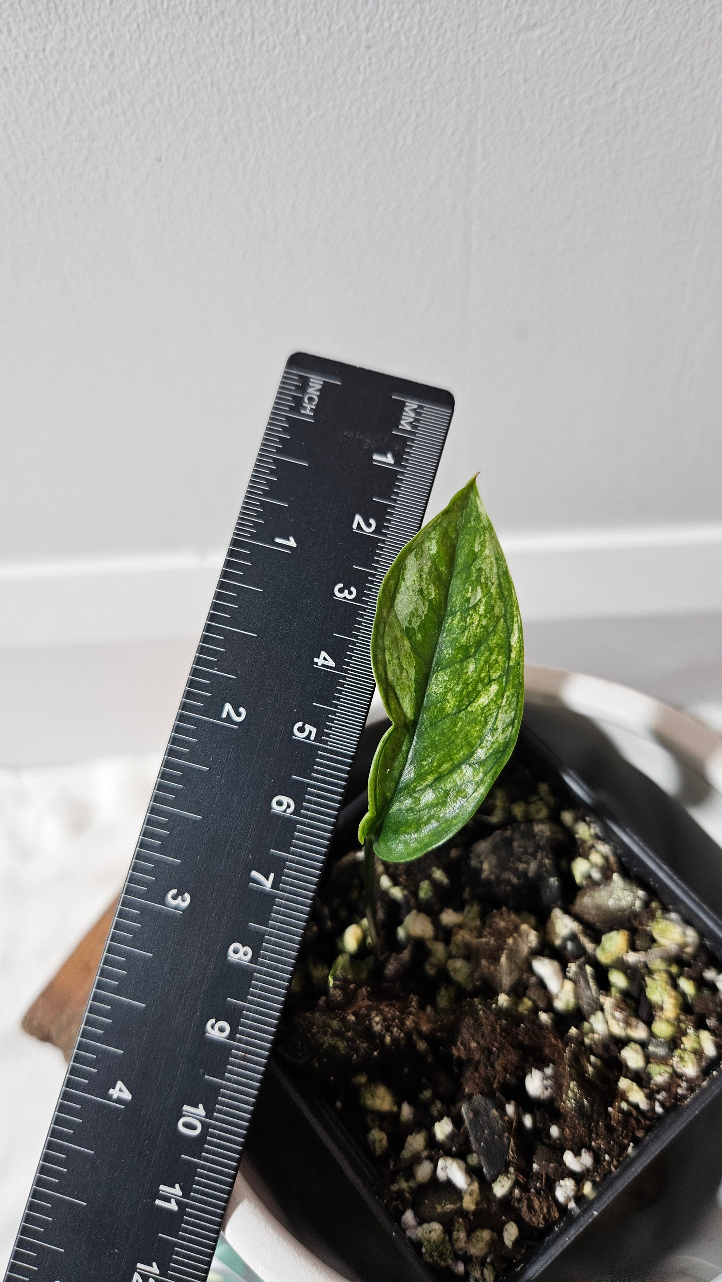 Epipremnum SP Bali Hanoman Variegata (EPI-223)