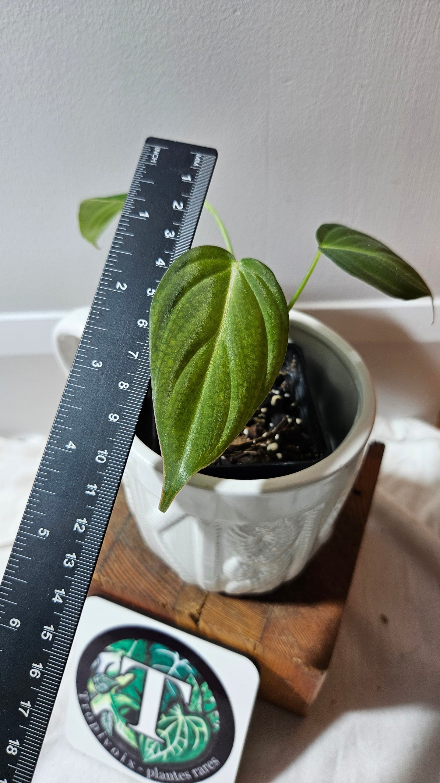 Philodendron Glorious (PHI-900)