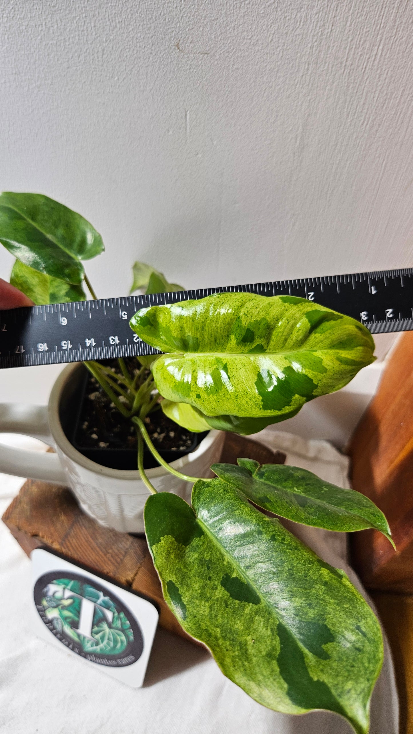 Philodendron BurleMarx Variegata X Paraiso Verde (PHI-913)