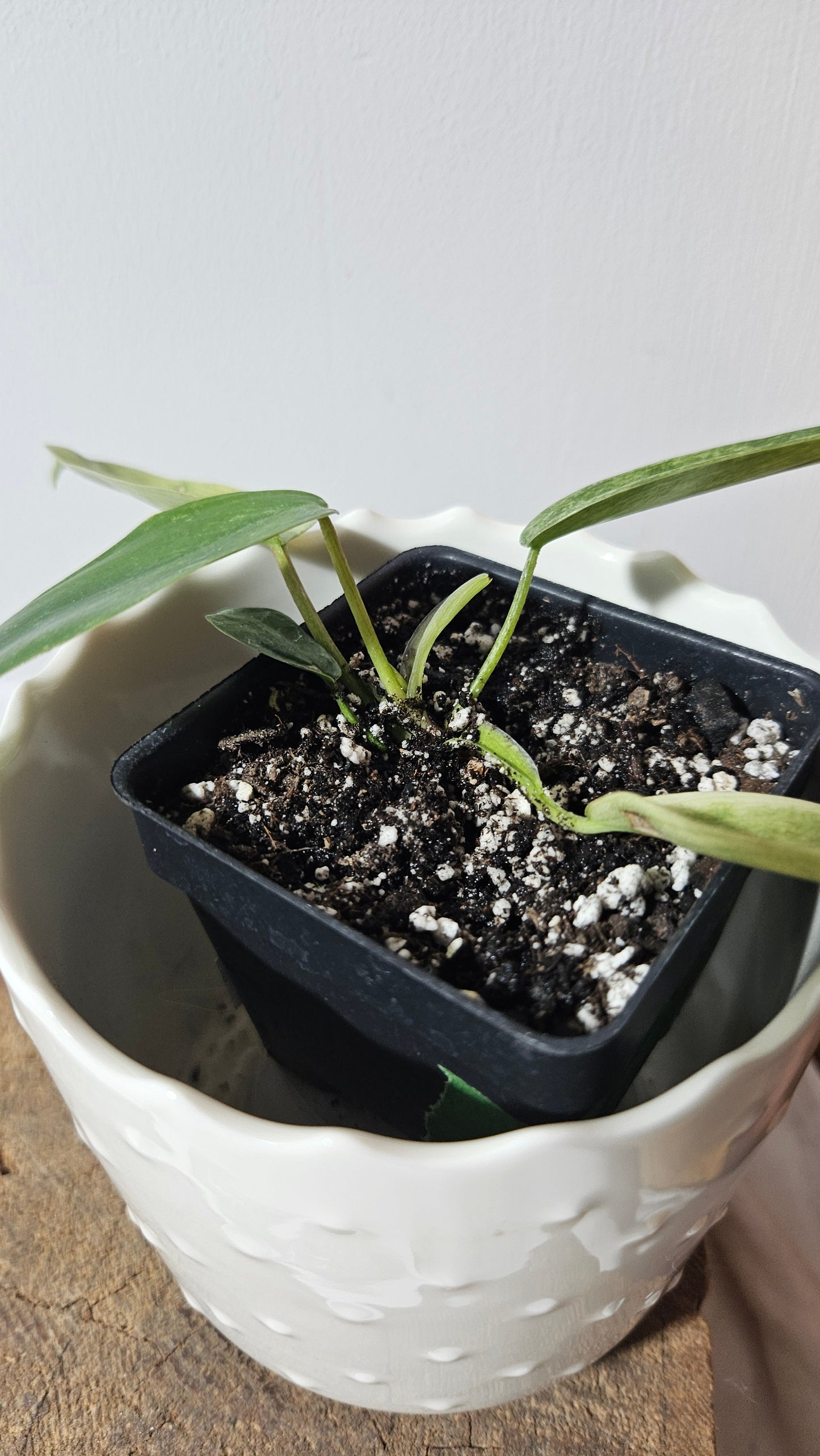 Philodendron Florida Ghost (PHI-567)