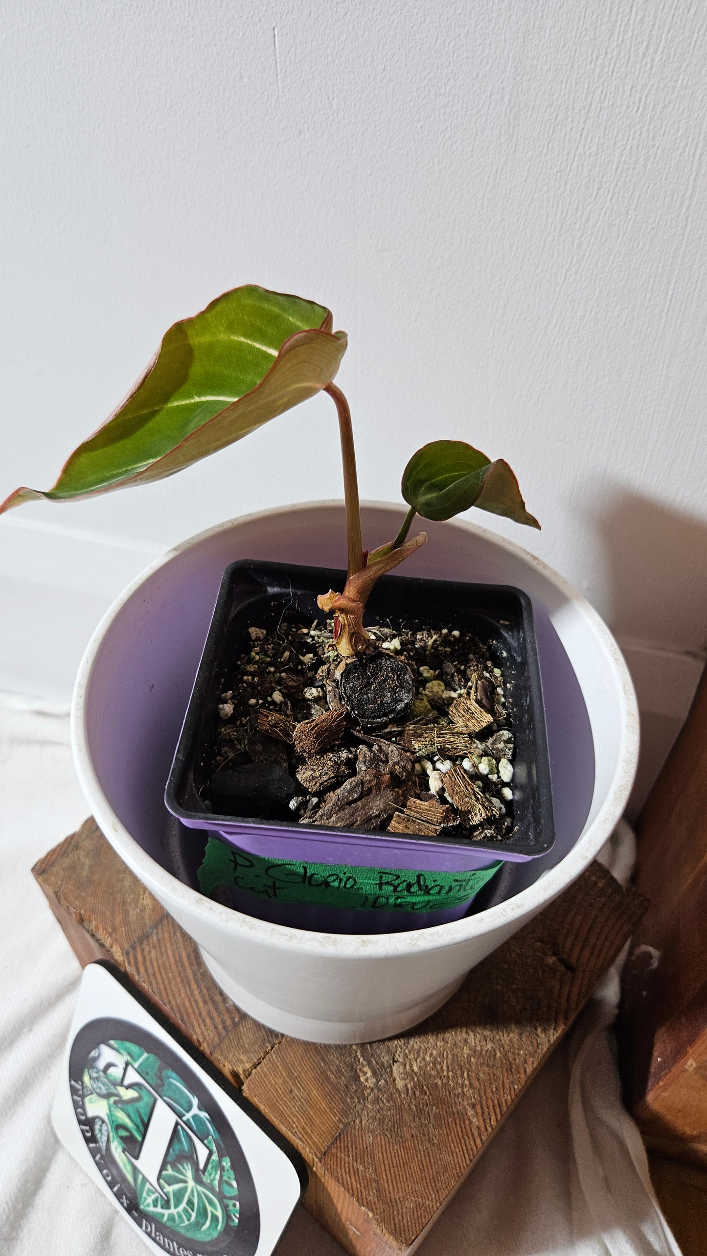 Philodendron Gloriosum Radiante (PHI-833)