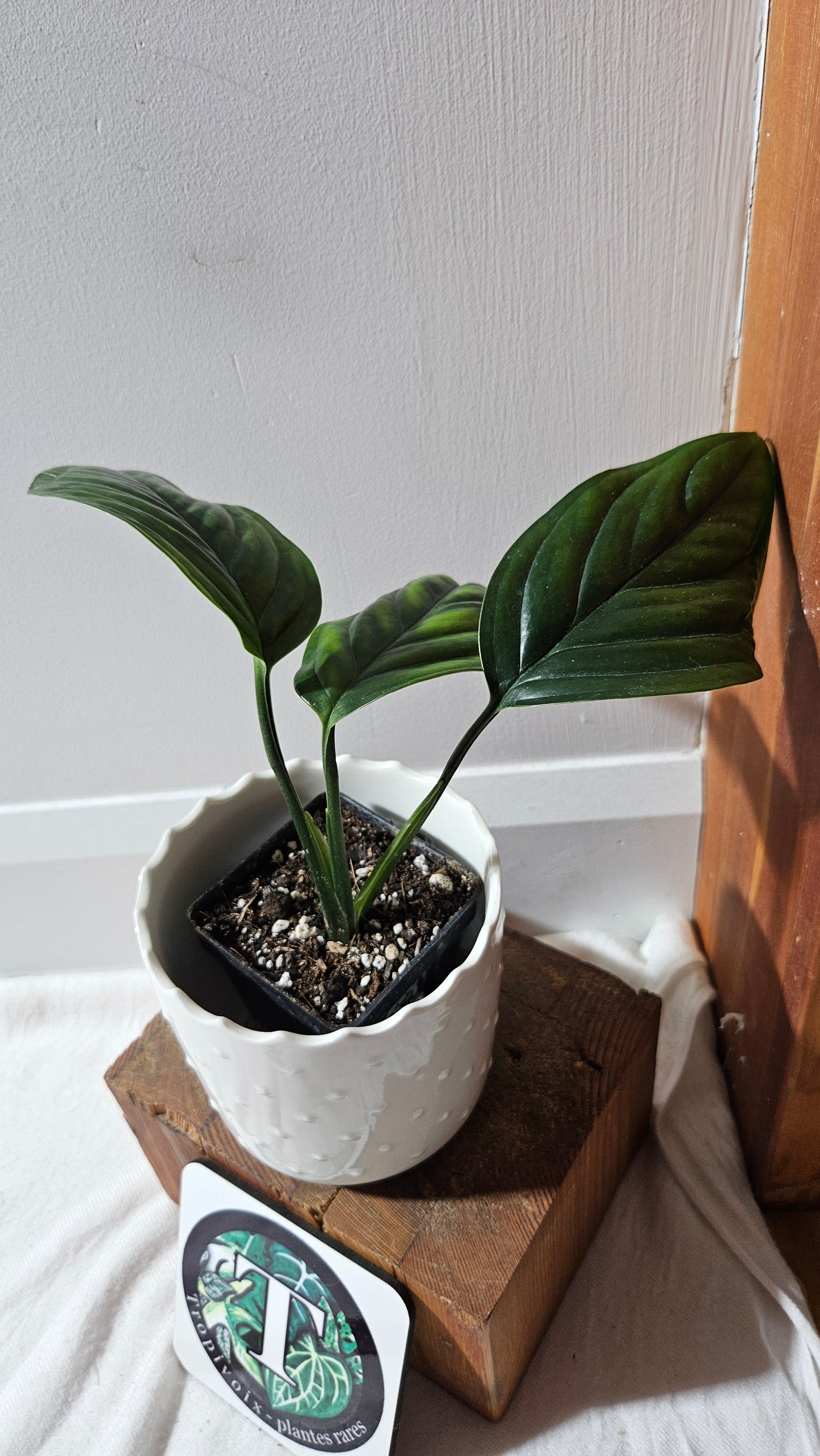 Monstera Epipremnoides aff (MON-104)