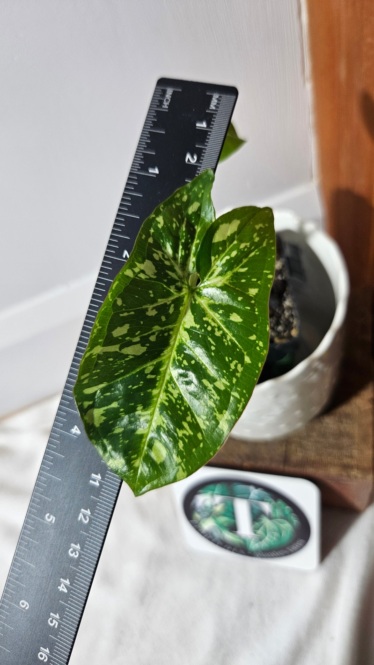 Syngonium Panda/Indo (SYN-420)