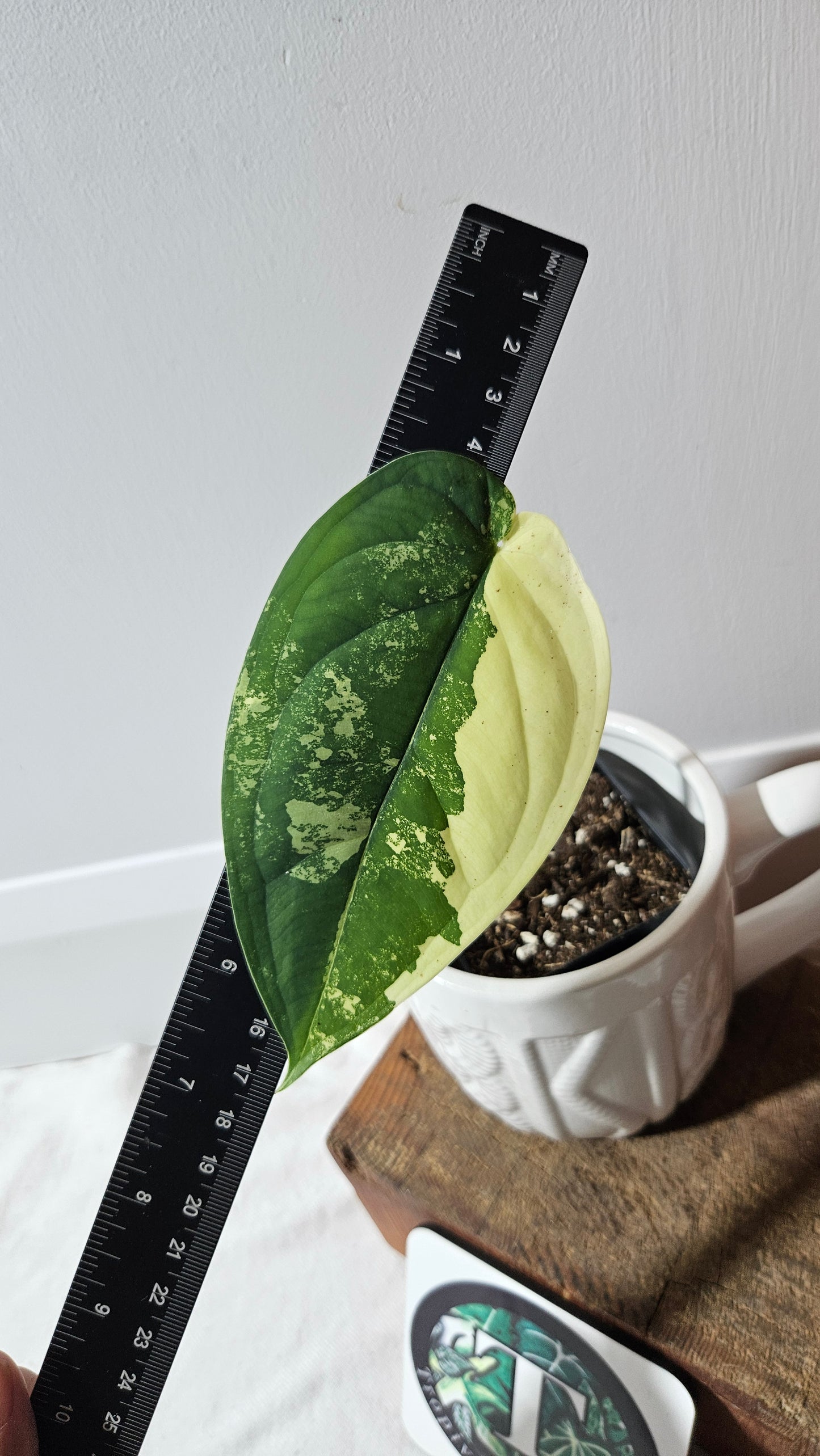 Syngonium Chiapense Albo (SYN-464)