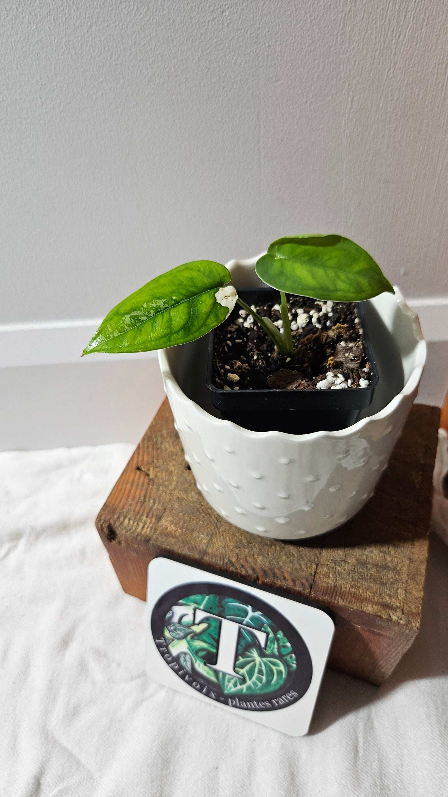 Syngonium Chiapense Albo (SYN-458)
