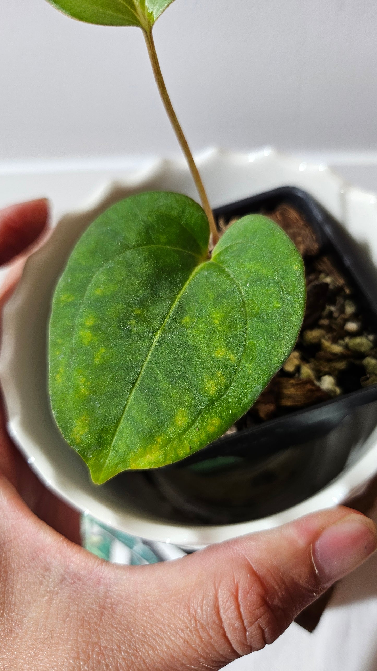 Anthurium Dark Phoenix X Panama "format PETIT" (ANT-491)