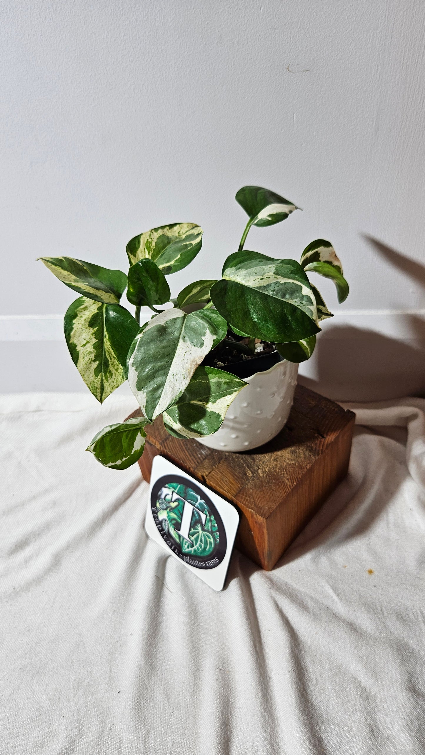 Epipremnum Aureum Pearl&Jade (EPI-186)