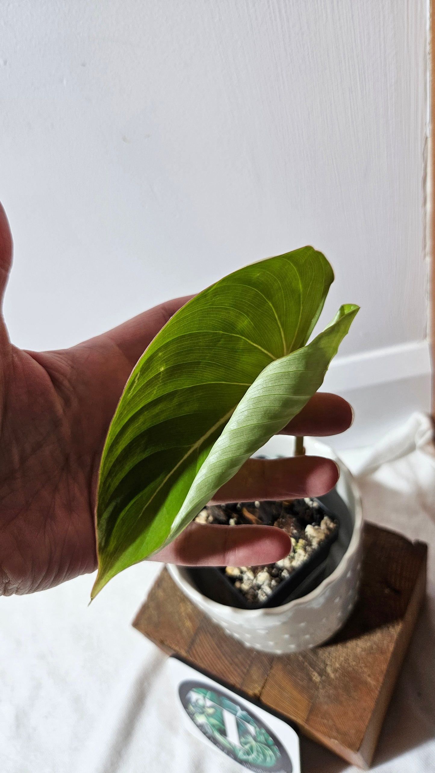 Philodendron Gloriosum (PHI-811)