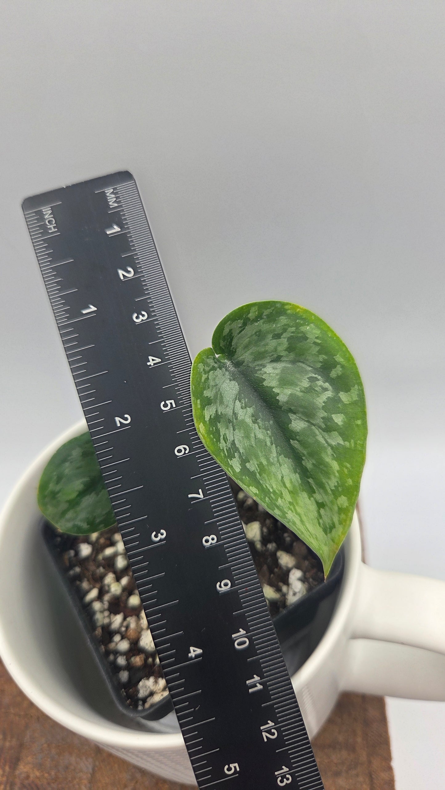 Scindapsus Dark Princess Tricolore (SCI-1473)