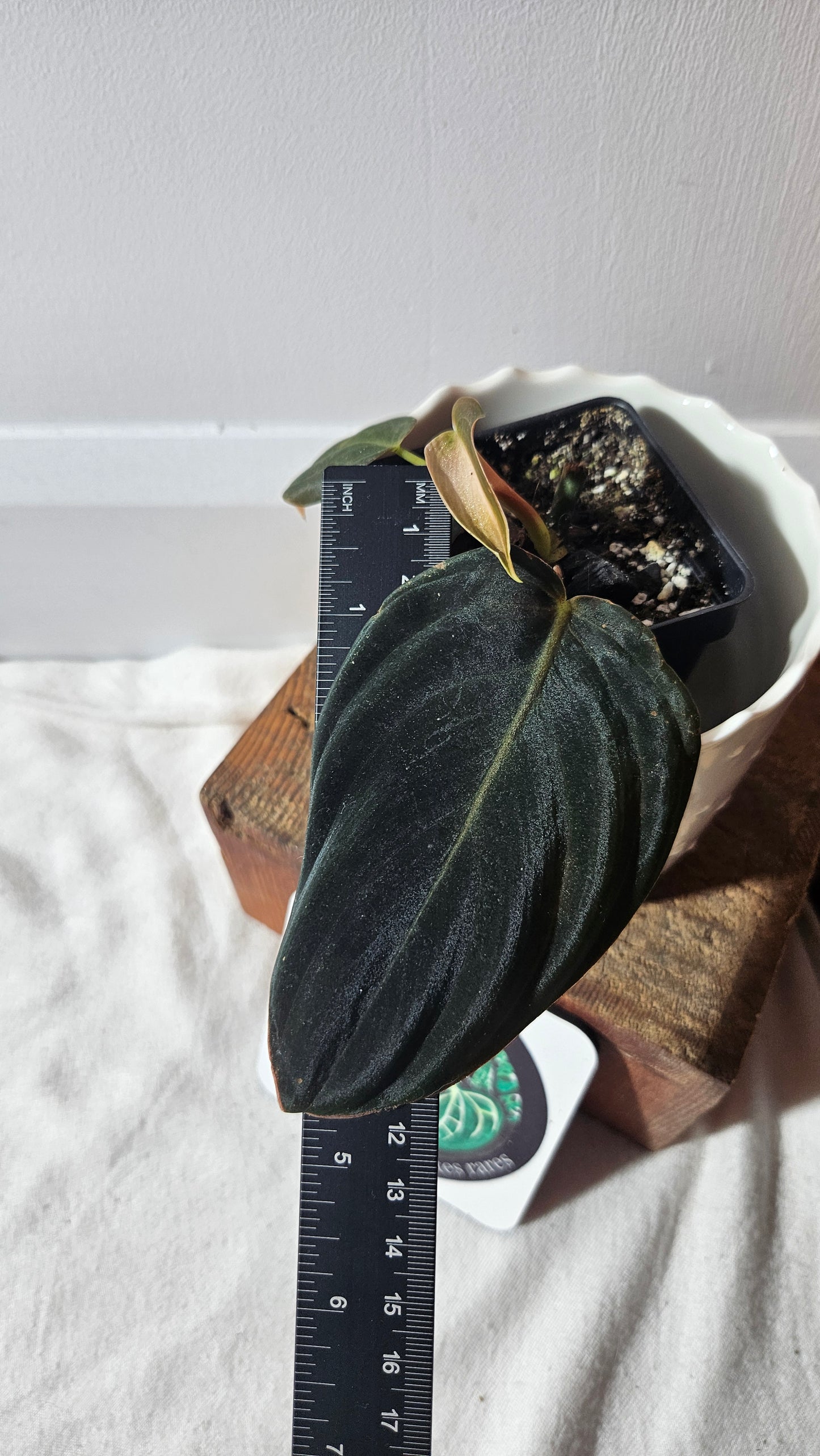 Philodendron Gigas (PHI-777)