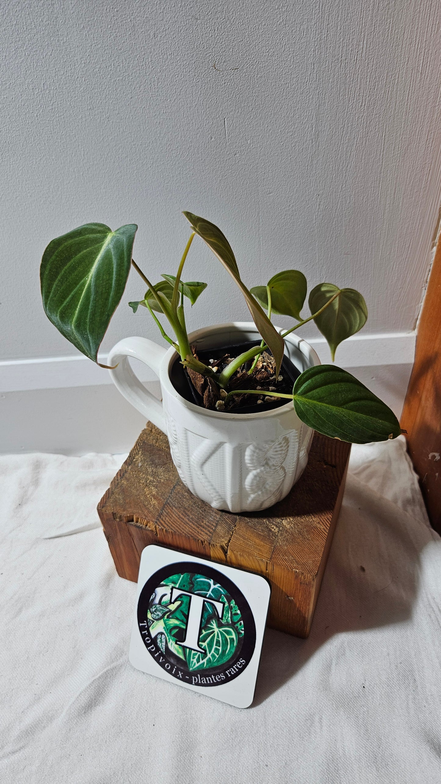 Philodendron Glorious (PHI-636)