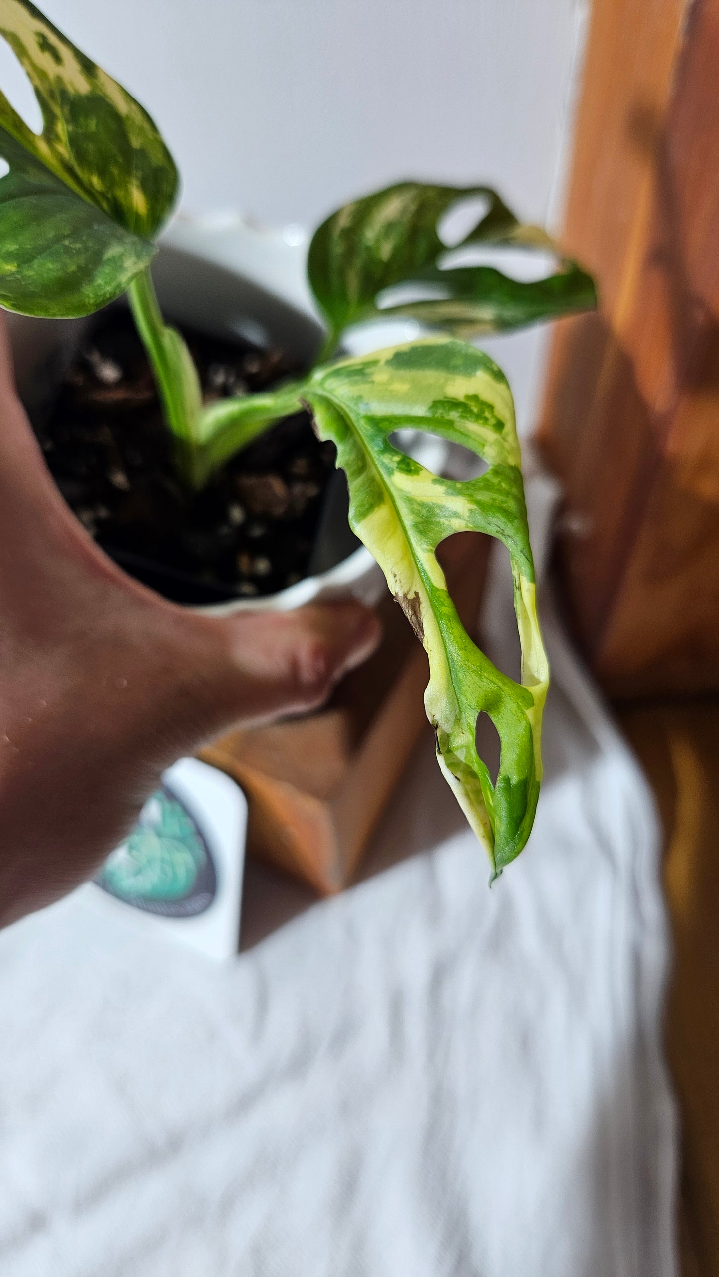 Monstera Andasonii Tricolore (MON-414)