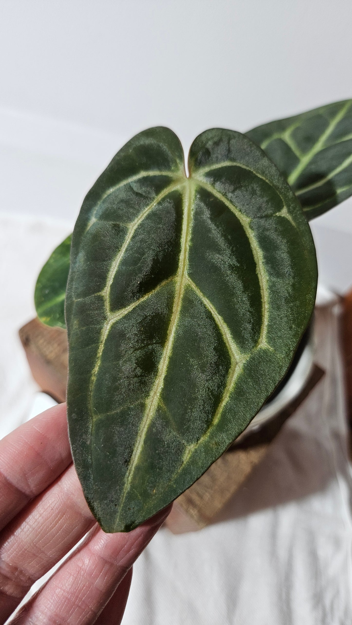 Anthurium Carlablackiae (d'équateur) "format PETIT/MOYEN" (ANT-405)
