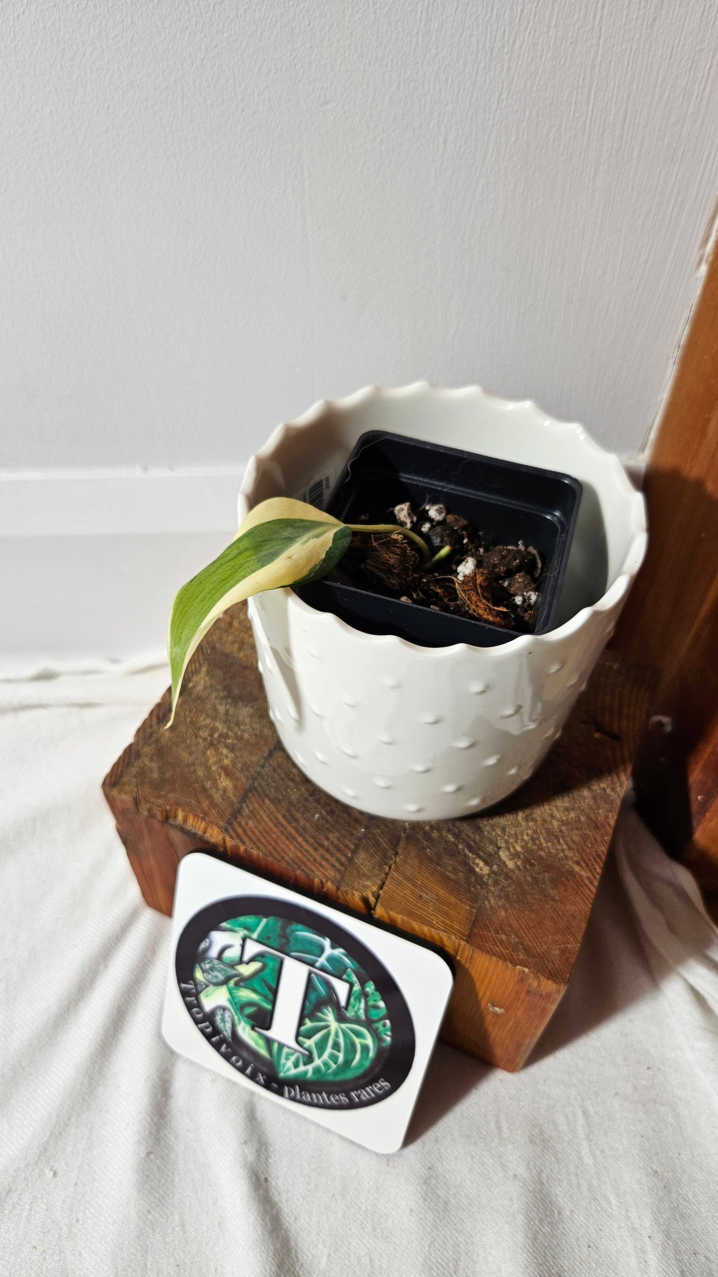 Philodendron Hederaceum Rio (PHI-819)