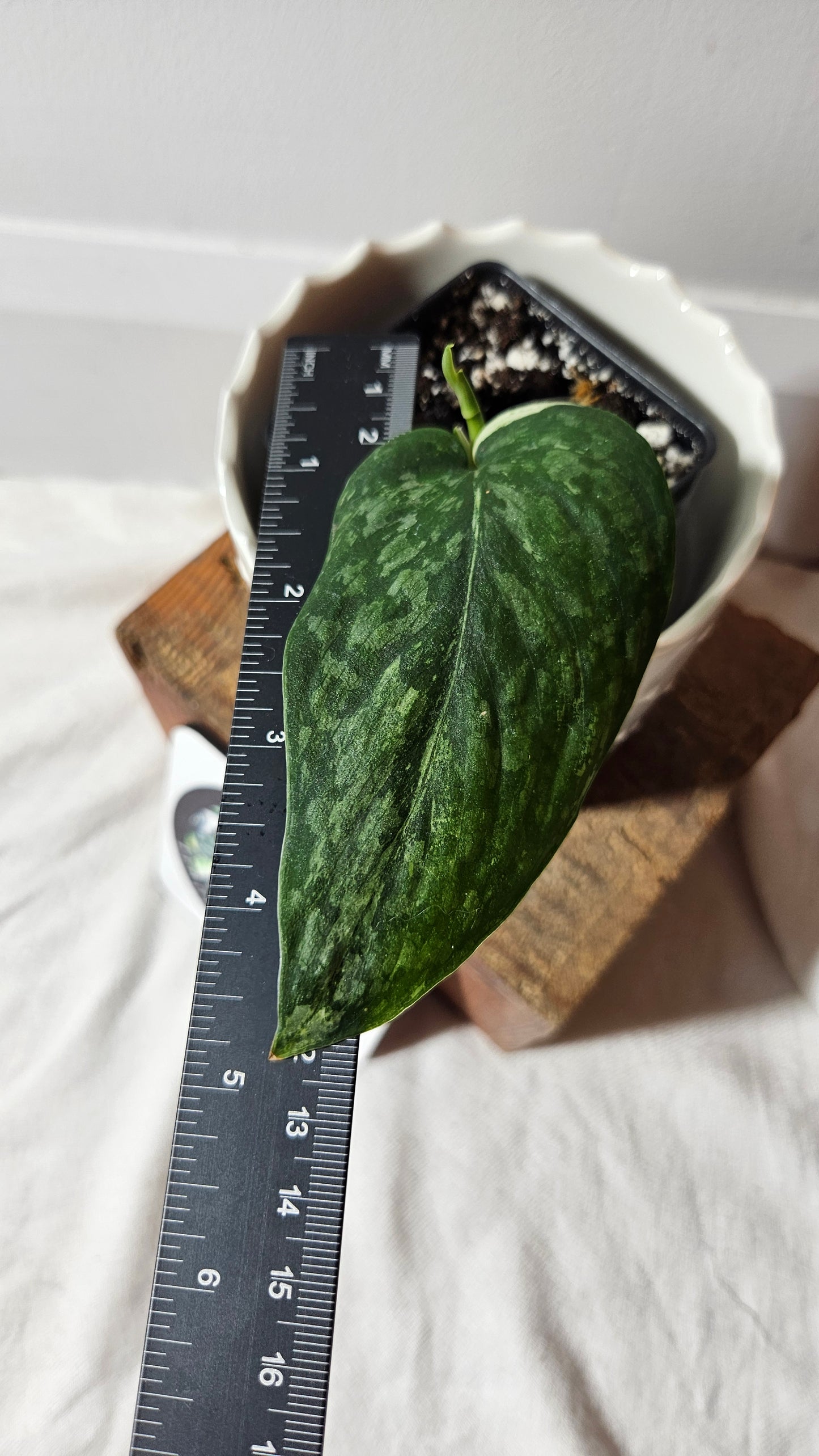 Scindapsus Silver Splash Variegata (SCI-709)