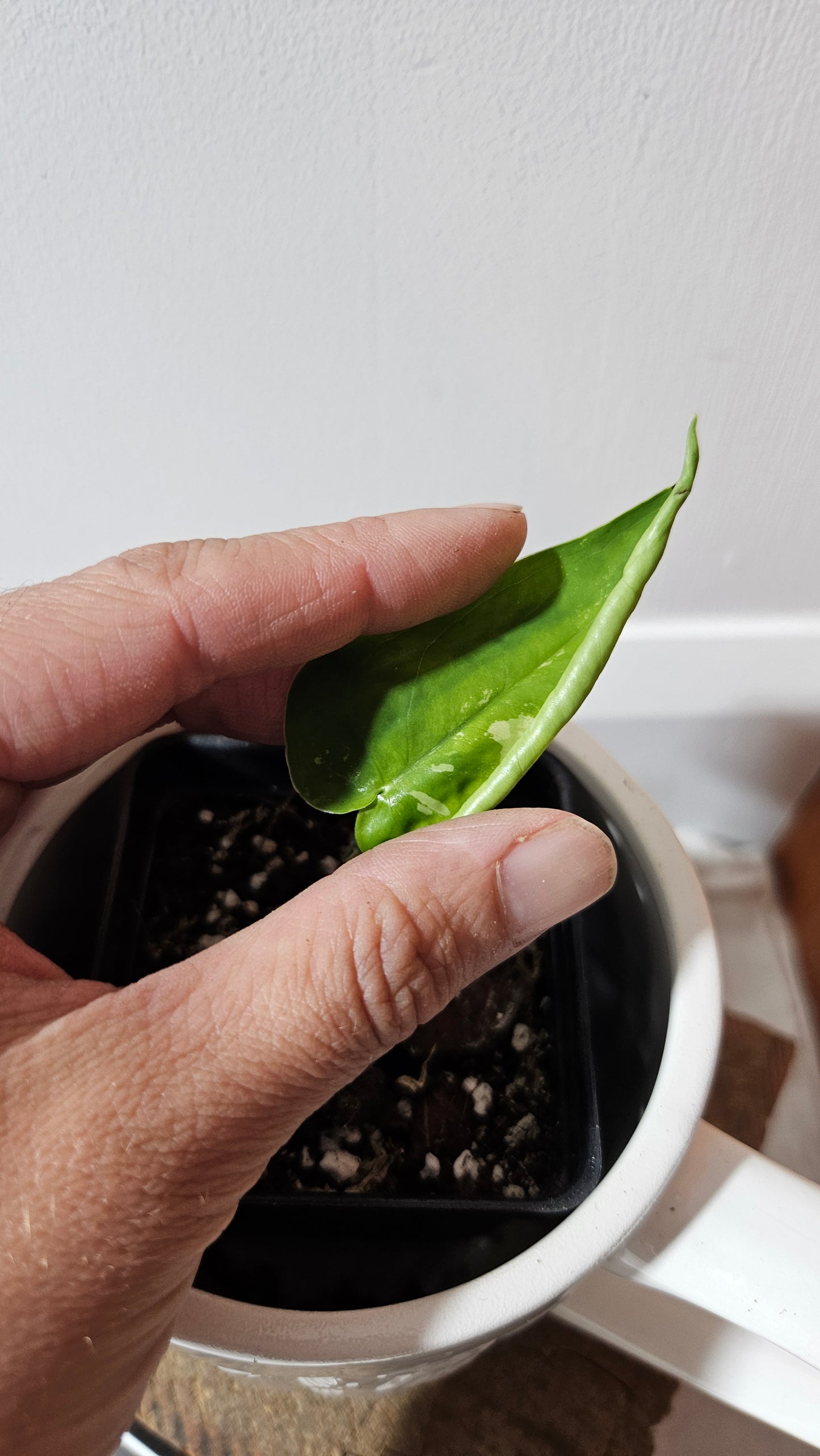 Syngonium Chiapense Albo (SYN-466)