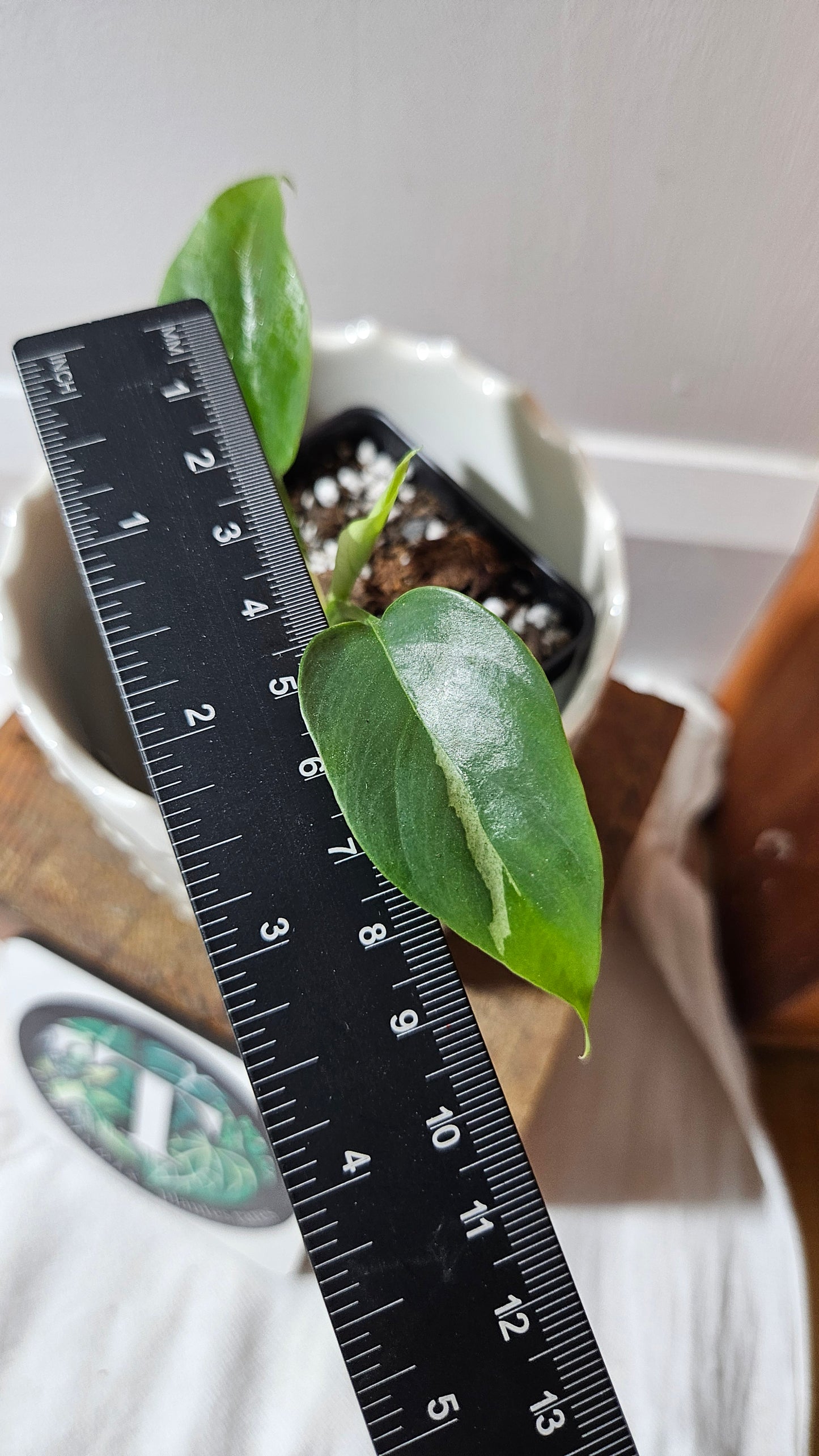 Rhaphidophora Tetrasperma Variegata (AUT-078)
