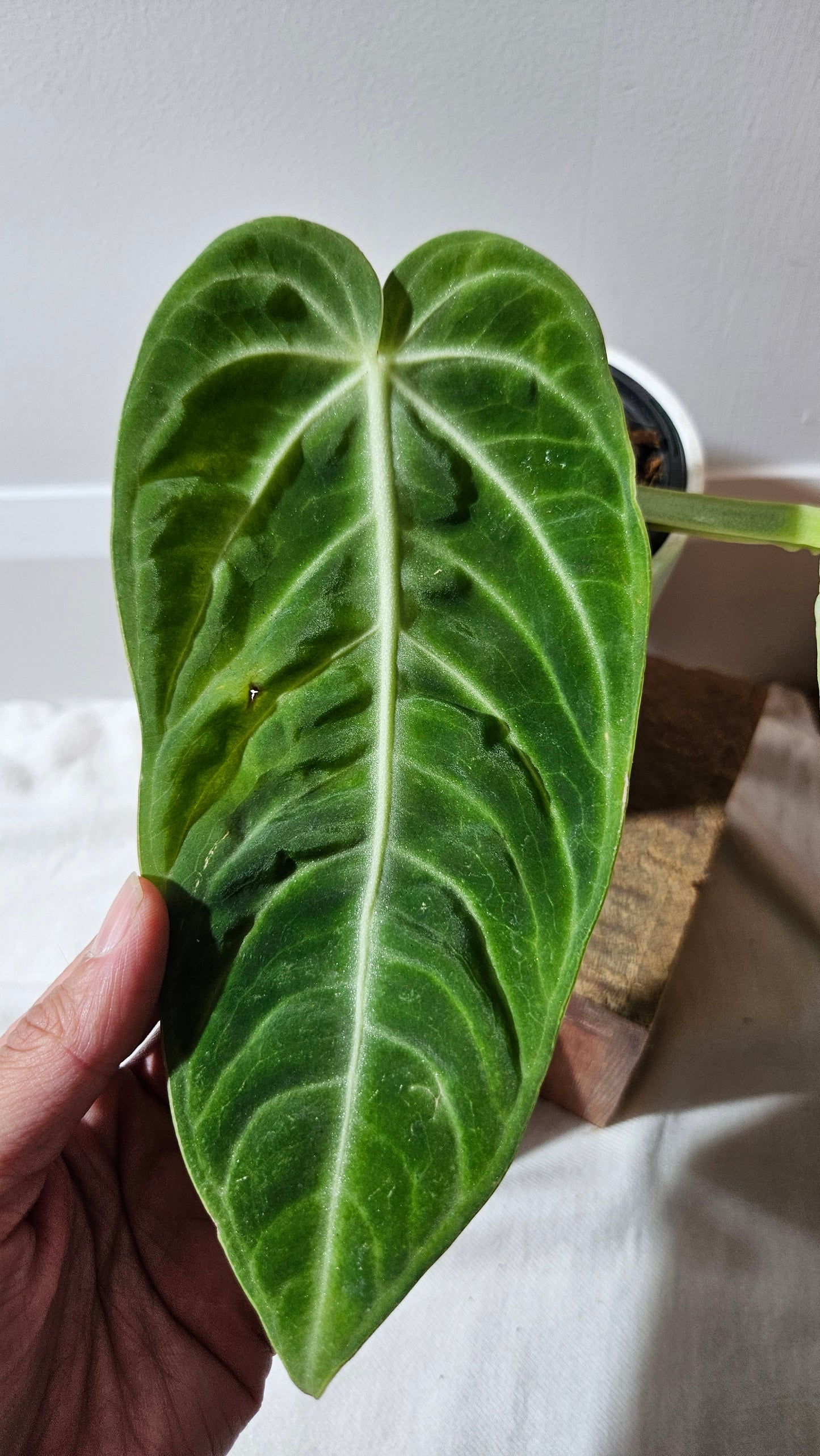 Anthurium Villenaorum Green "LARGE format" (ANT-245)